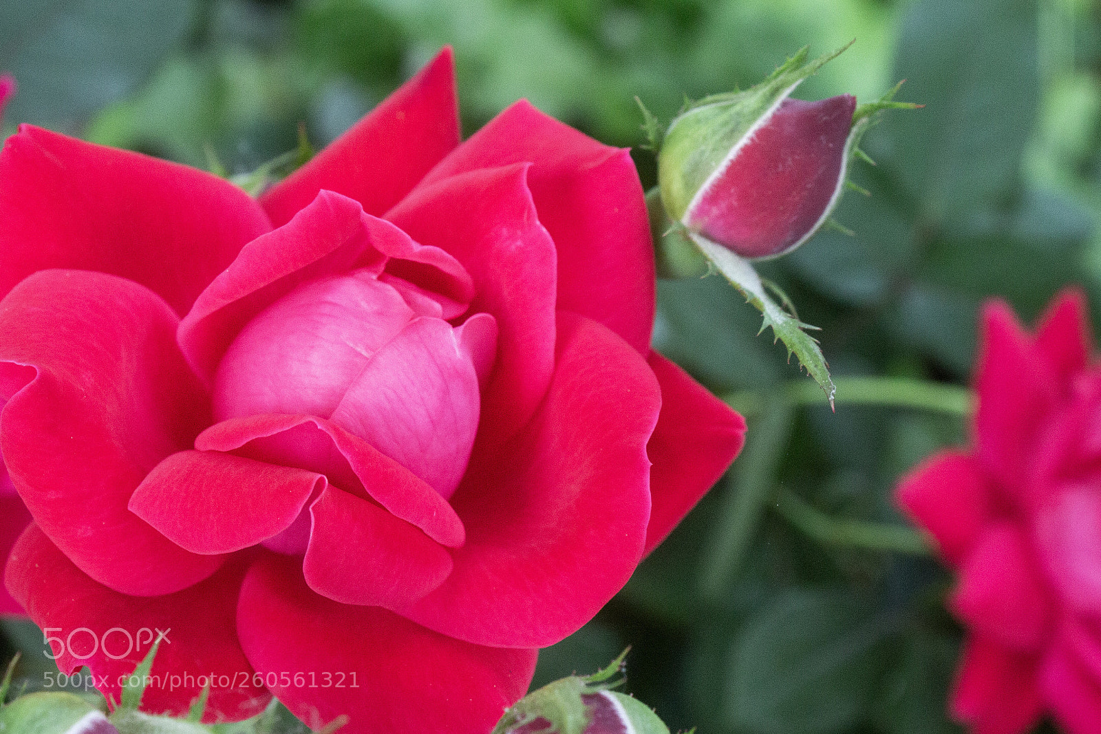 Canon EOS 600D (Rebel EOS T3i / EOS Kiss X5) sample photo. Before & after photography