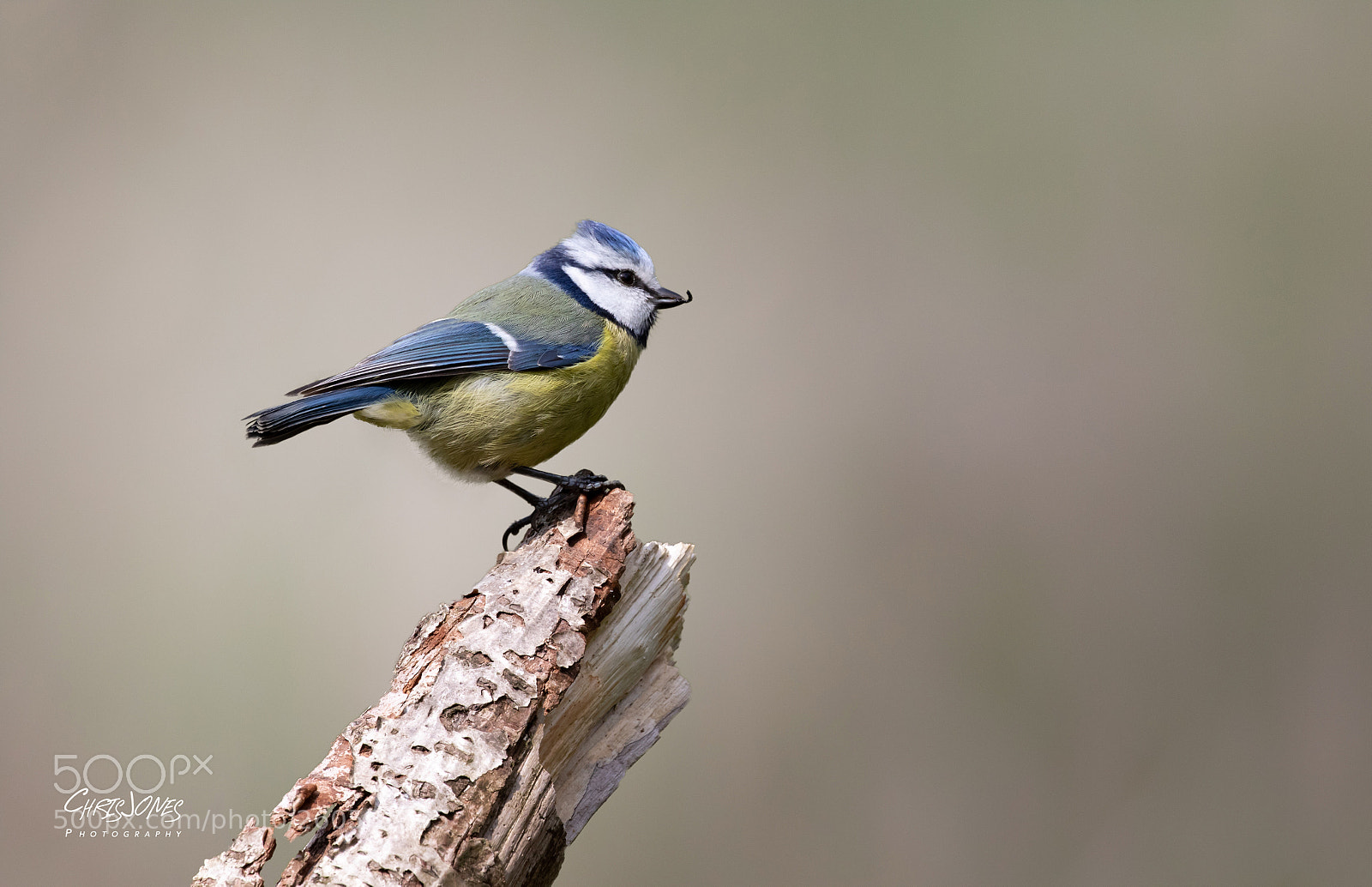 Canon EOS 7D Mark II sample photo. Blue tit photography