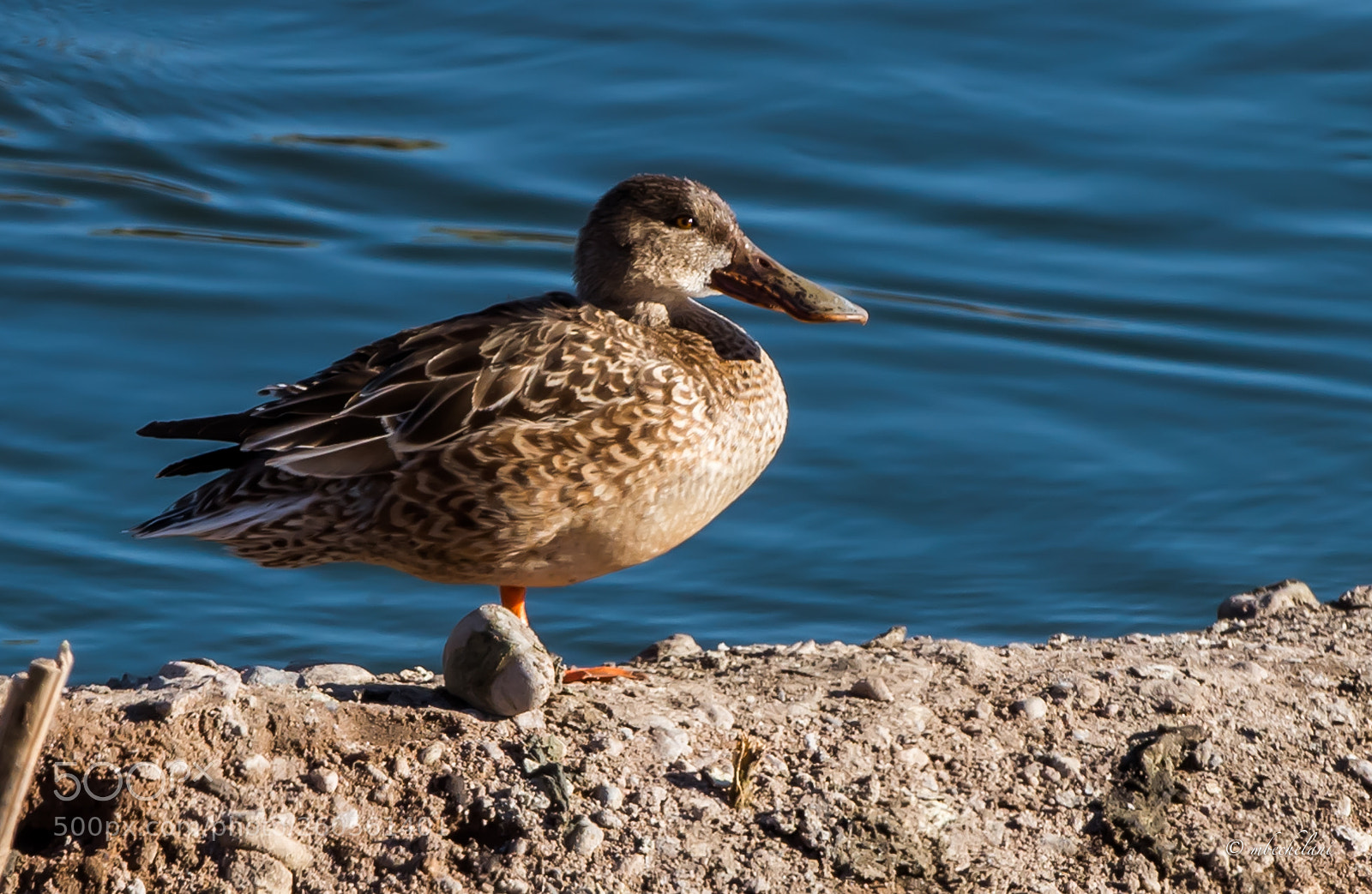 Nikon D810 sample photo. Mbs photography