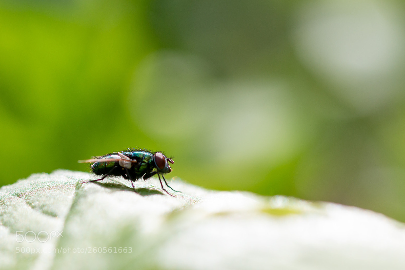 Canon EOS 70D sample photo. Green bottle photography