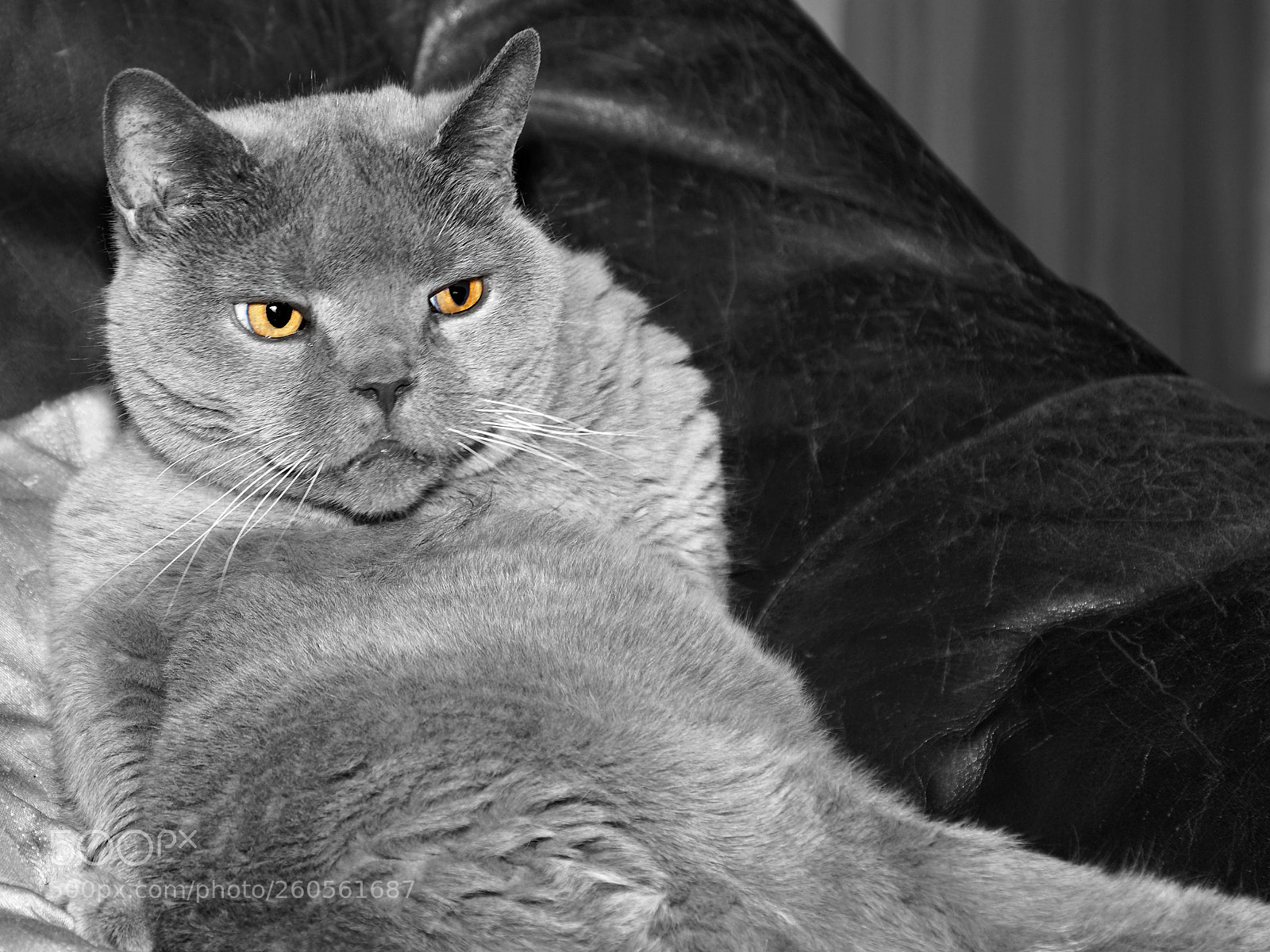 Sony ILCA-77M2 sample photo. Cuts a fine figure photography