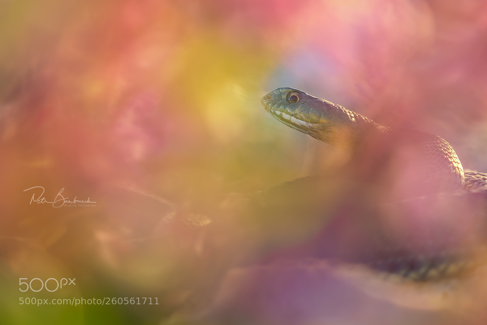 Olympus OM-D E-M1 Mark II sample photo. Montpellier snake | croatia photography