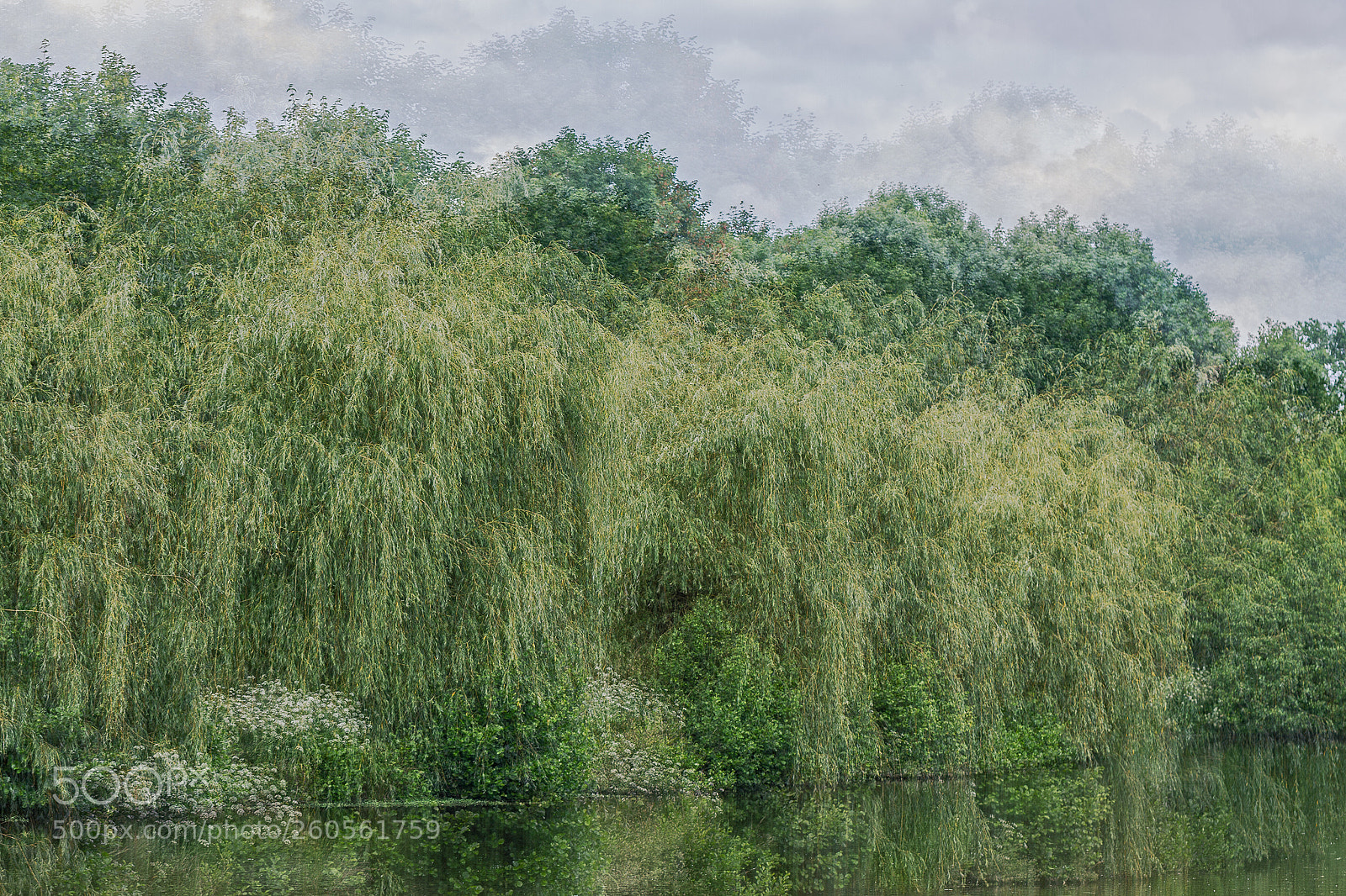 Canon EOS 7D sample photo. Les saules pleureurs photography