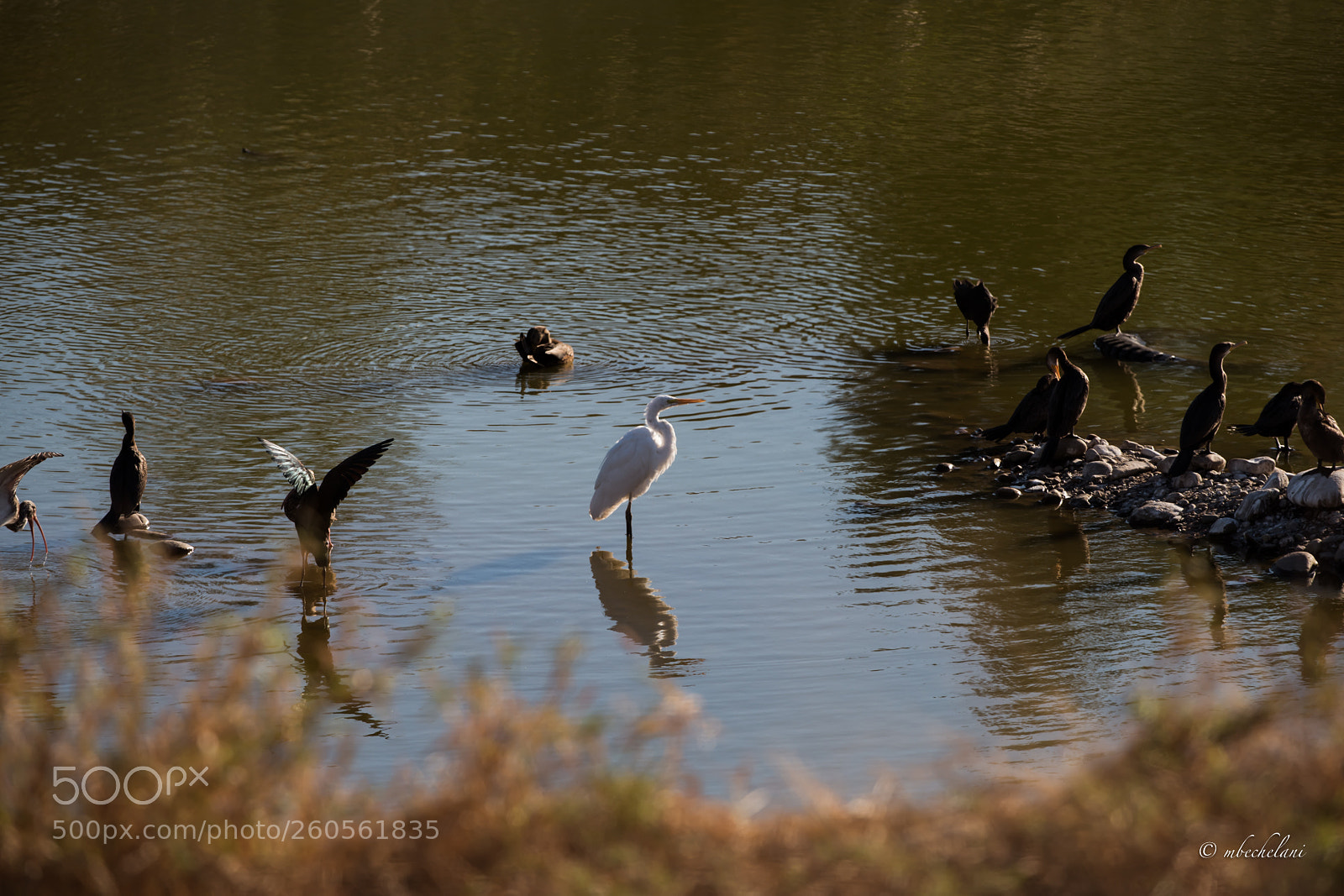 Nikon D810 sample photo. Mbs photography