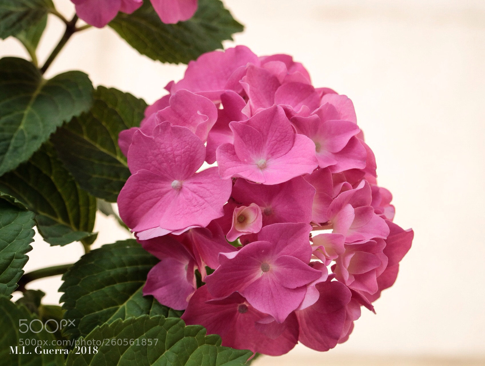 Canon EOS 750D (EOS Rebel T6i / EOS Kiss X8i) sample photo. Ortensia photography