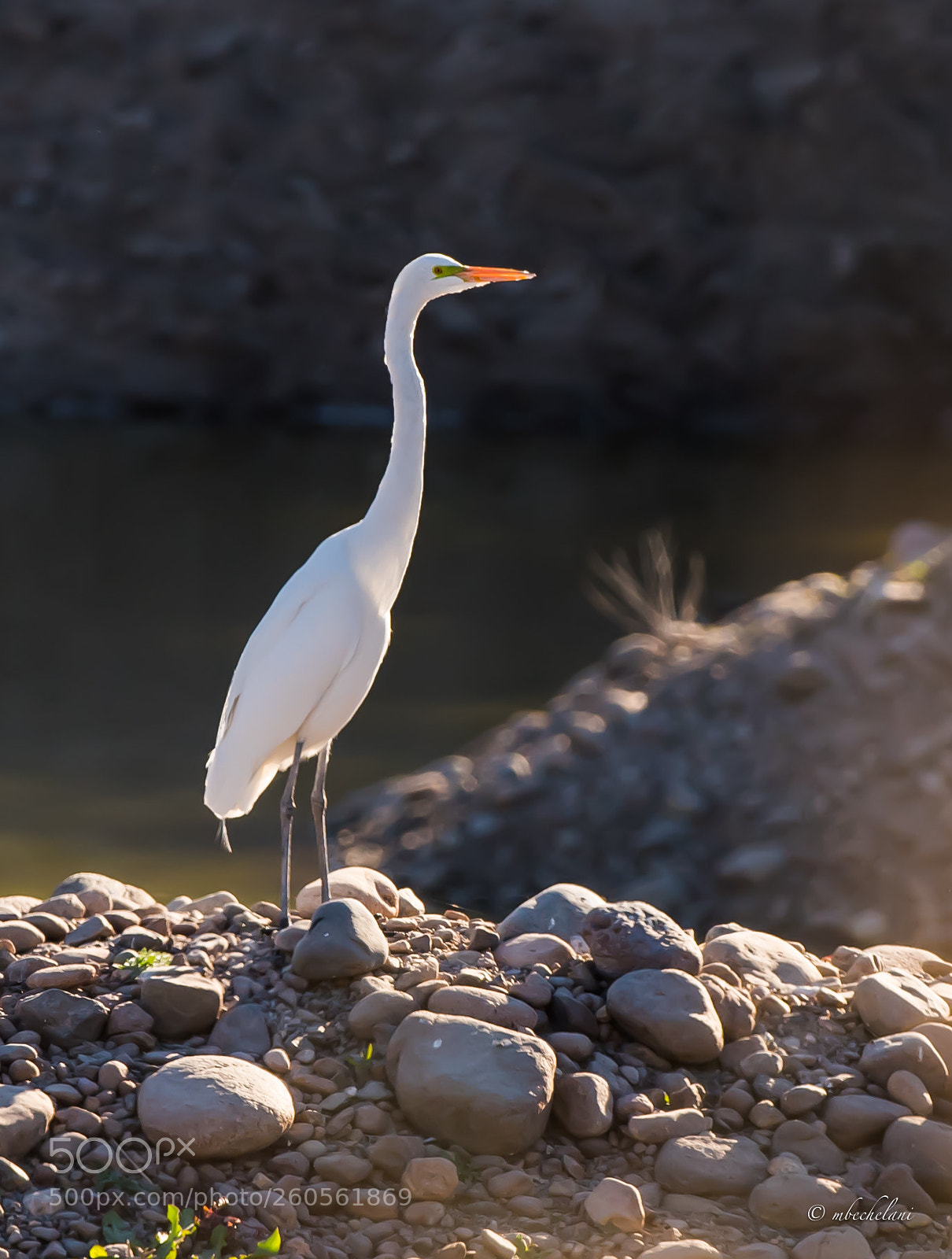 Nikon D810 sample photo. Mbs photography