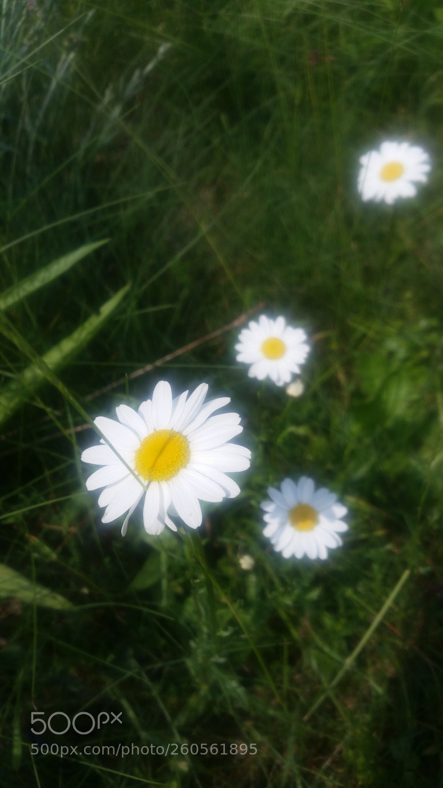 Samsung Galaxy S5 sample photo. ? photography