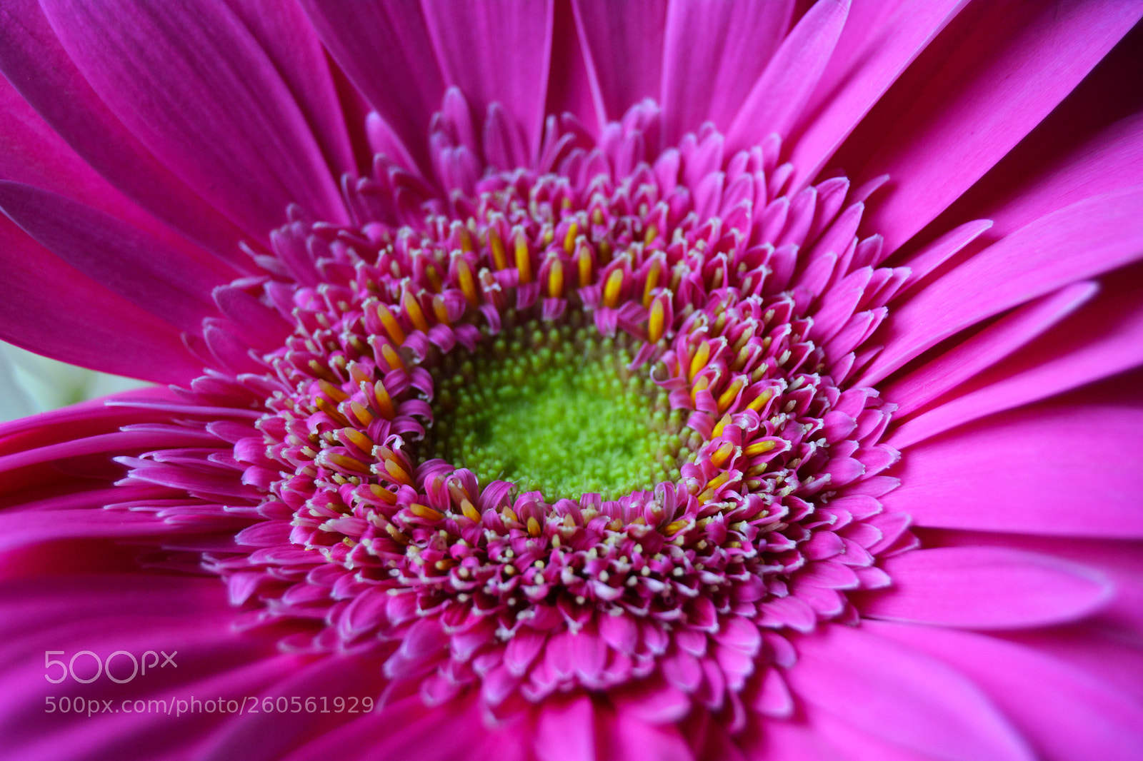 Nikon D5200 sample photo. Pink flower og love photography