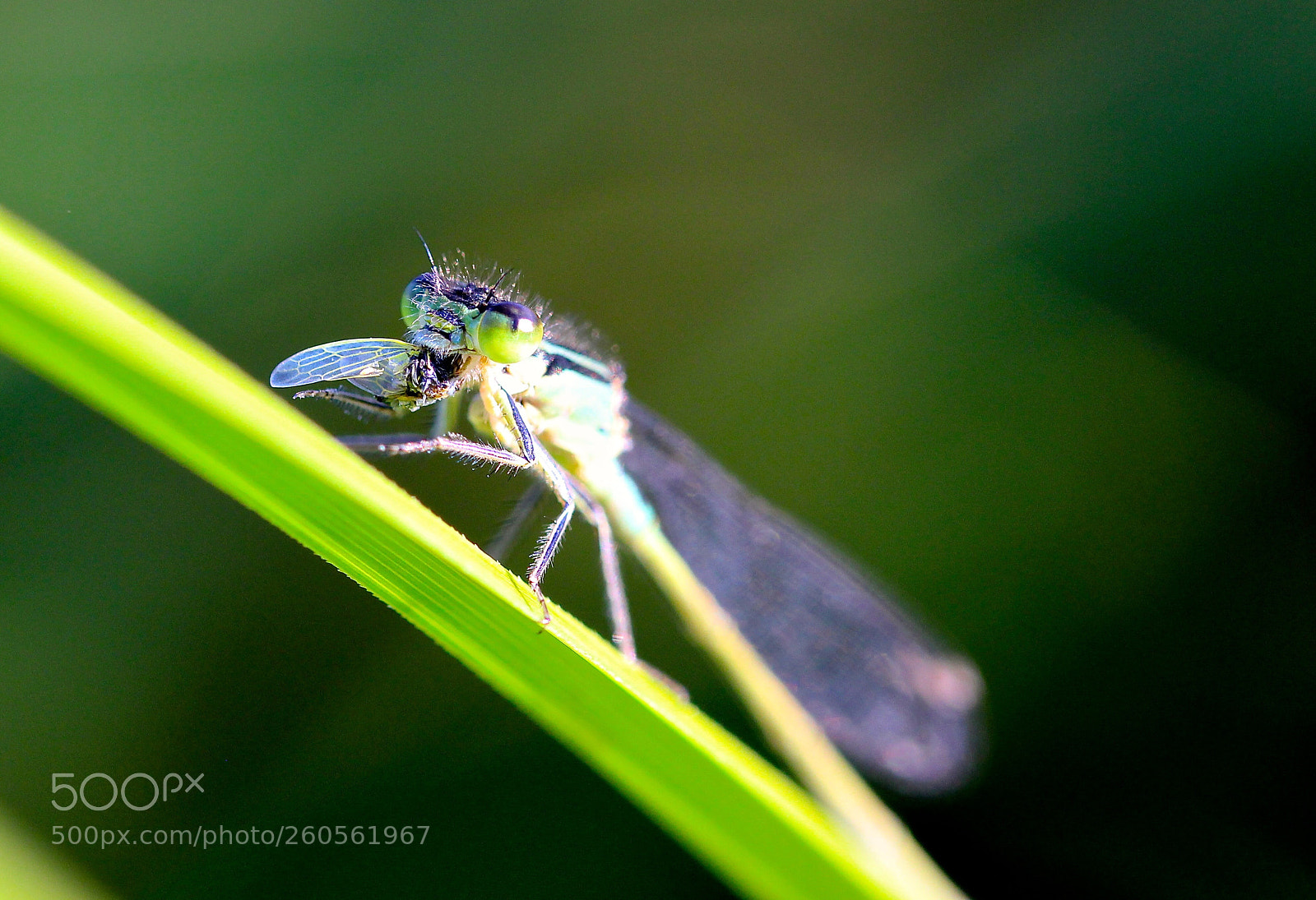 Canon EOS 100D (EOS Rebel SL1 / EOS Kiss X7) sample photo. Libellule  photography
