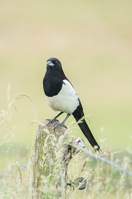 Sony ILCA-77M2 sample photo. Eurasian magpie photography