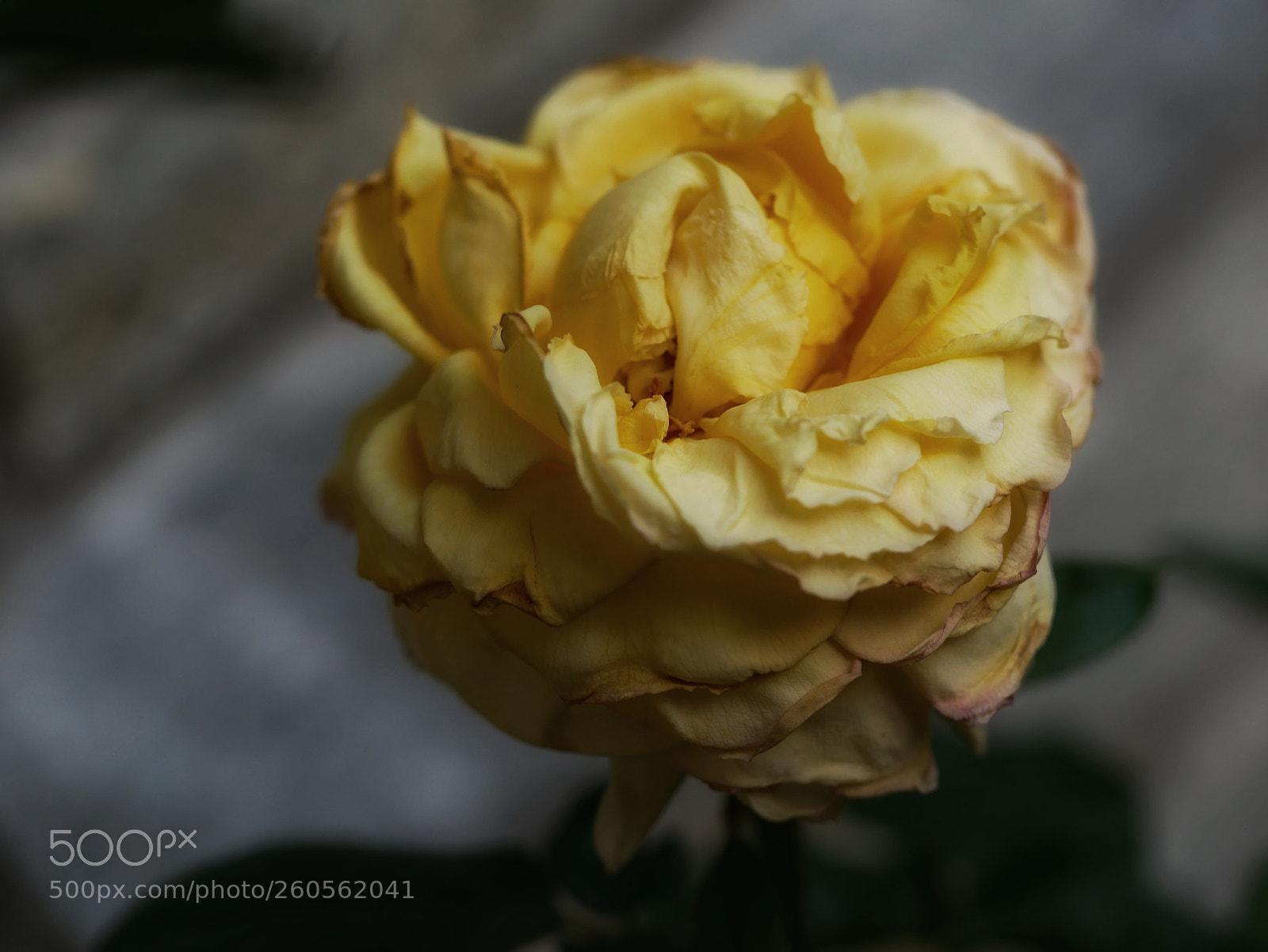 Panasonic Lumix DMC-GX85 (Lumix DMC-GX80 / Lumix DMC-GX7 Mark II) sample photo. ?... photography