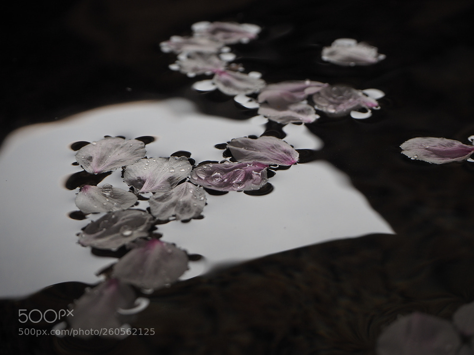 Olympus OM-D E-M10 II sample photo. Petals on water photography