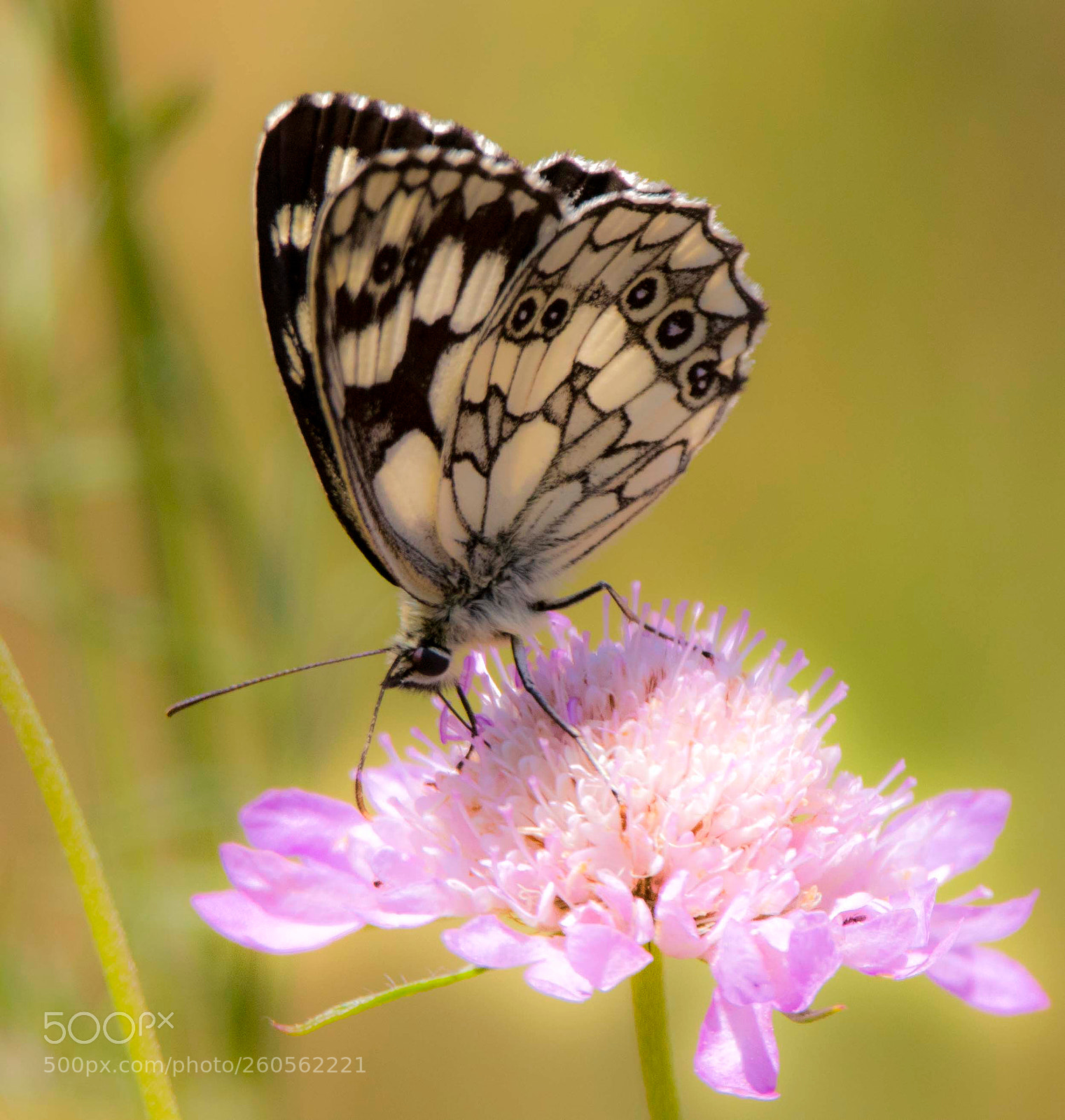 Canon EOS 7D Mark II sample photo. La fleur et le photography