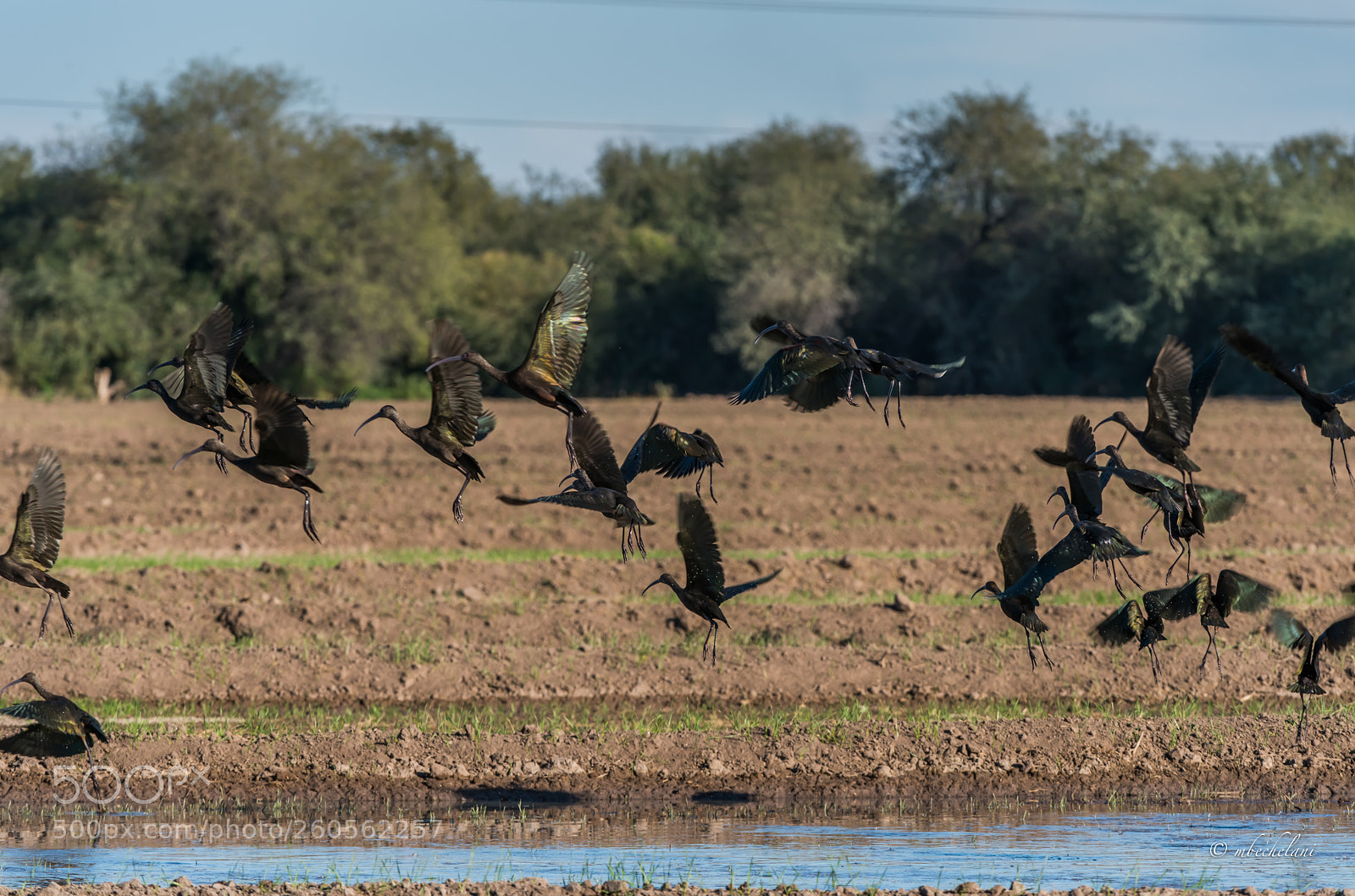 Nikon D810 sample photo. Mbs photography