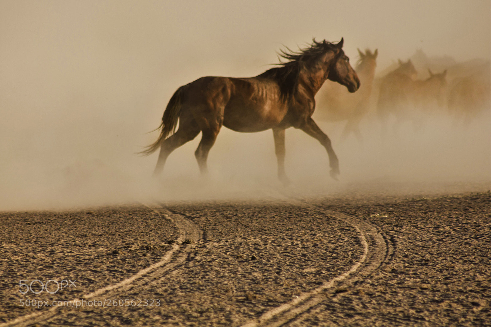 Canon EOS 550D (EOS Rebel T2i / EOS Kiss X4) sample photo. Wild horses ii photography