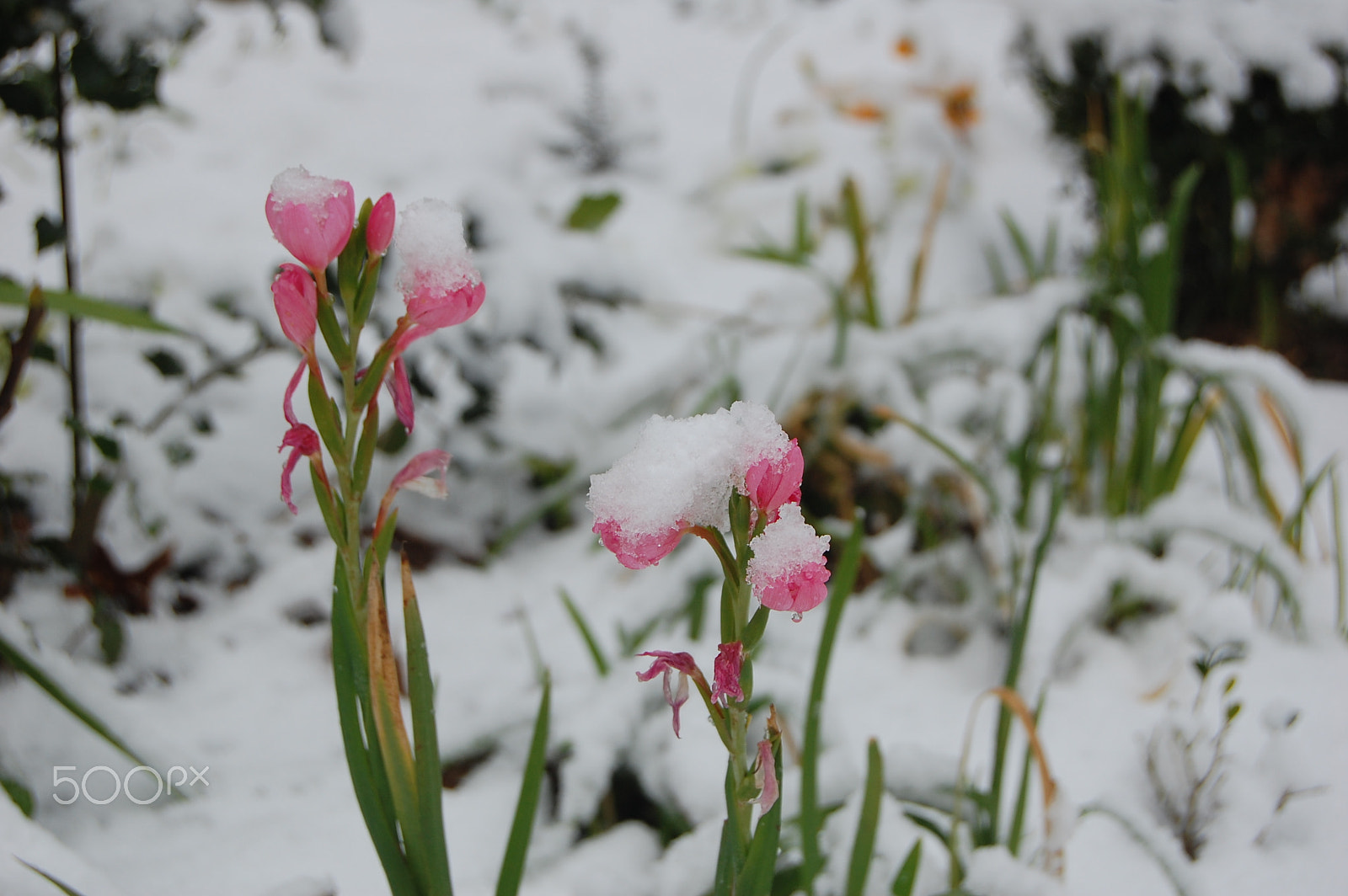 Nikon D40 sample photo. Jour de neige photography