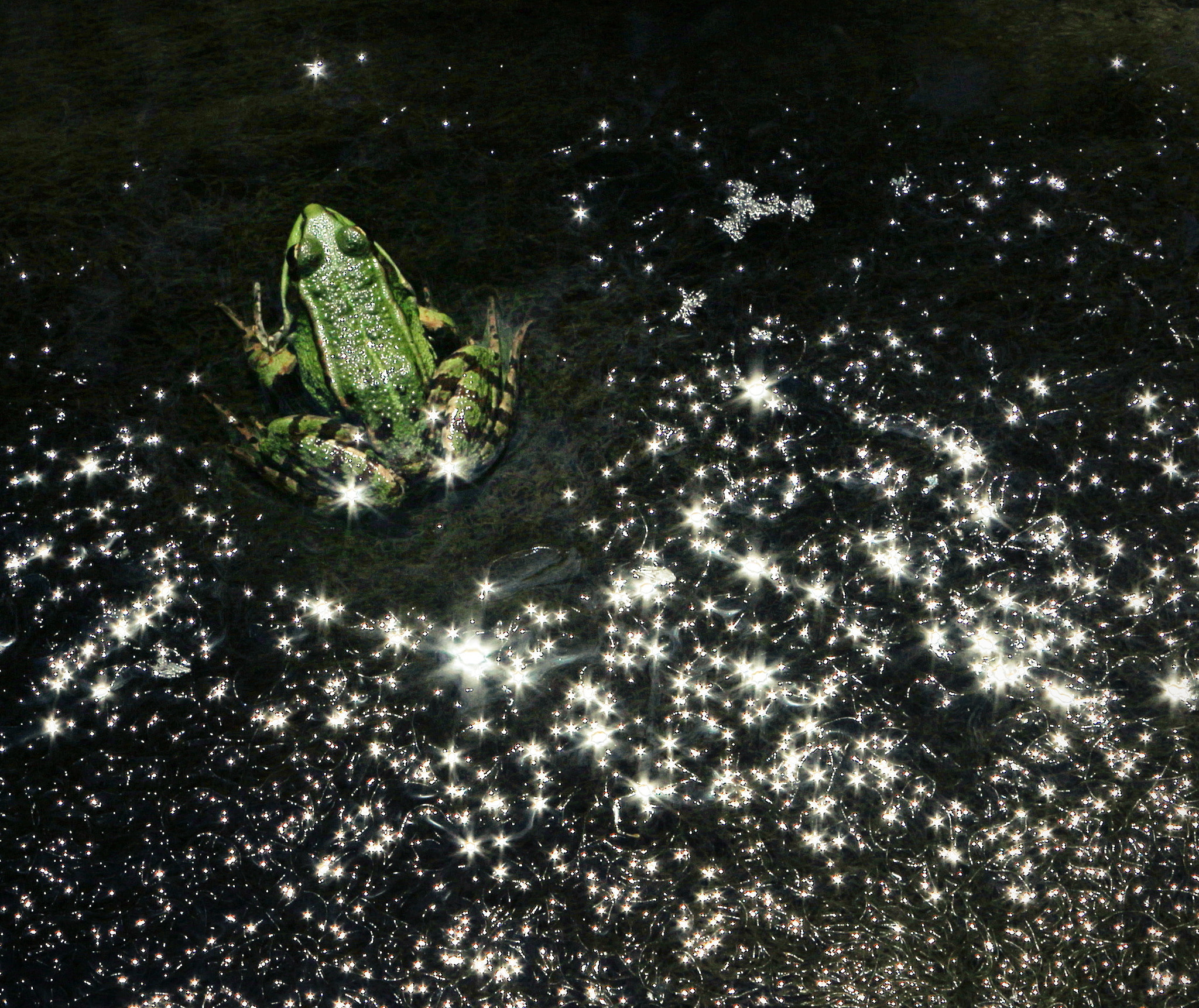 Canon EOS 650D (EOS Rebel T4i / EOS Kiss X6i) sample photo. Queen-frog photography