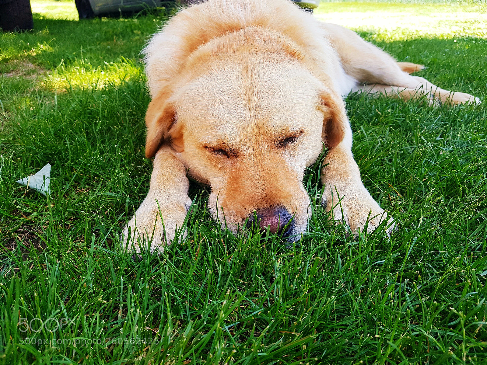 Samsung Galaxy S8 sample photo. Lazy sunday nap photography