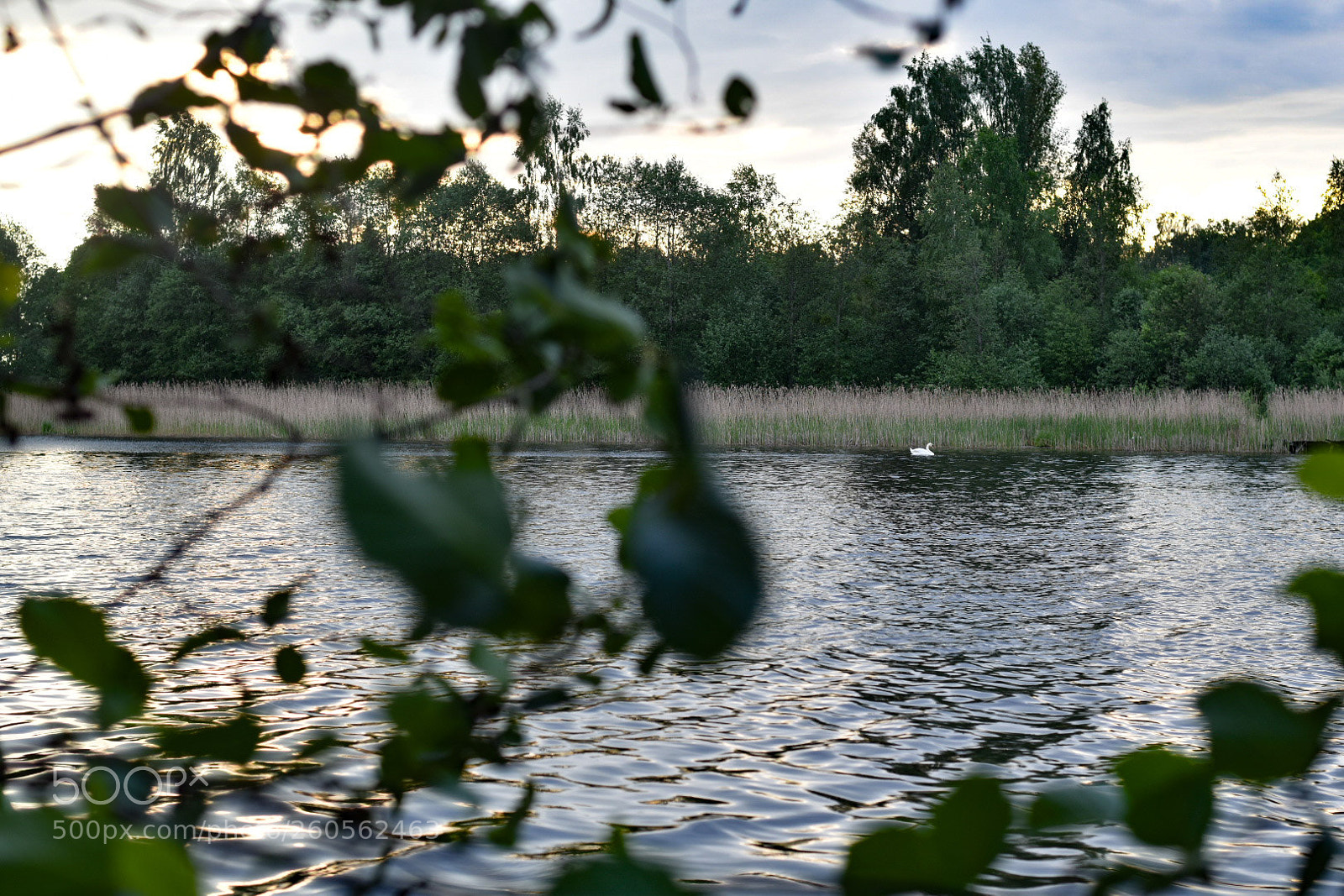 Nikon D5600 sample photo. Swan photography