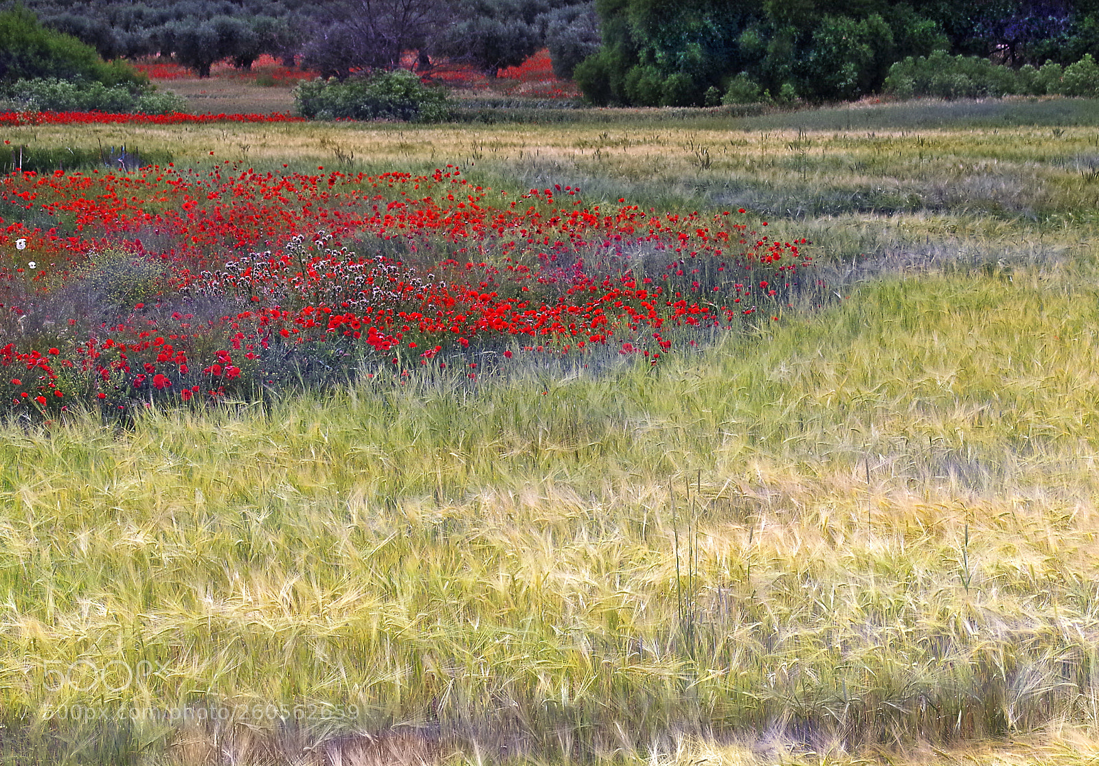 Pentax K-50 sample photo. Poppies among the wheat photography
