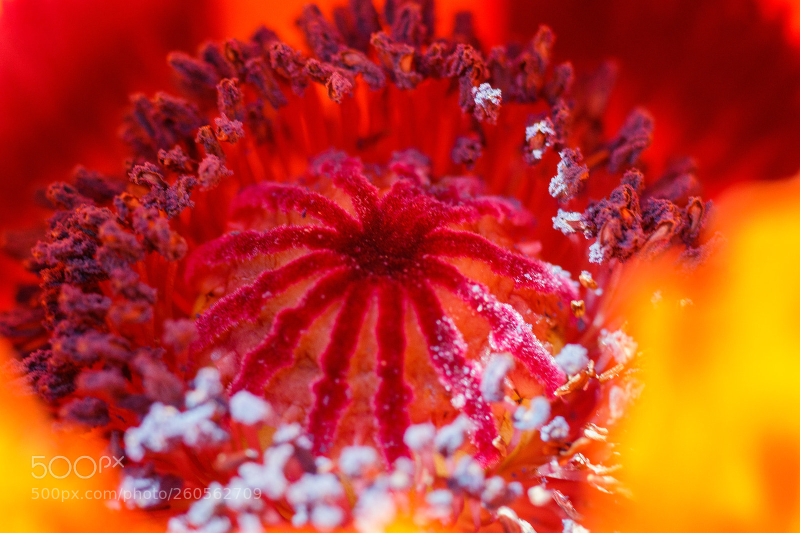 Canon EOS 7D Mark II sample photo. Poppy heart photography