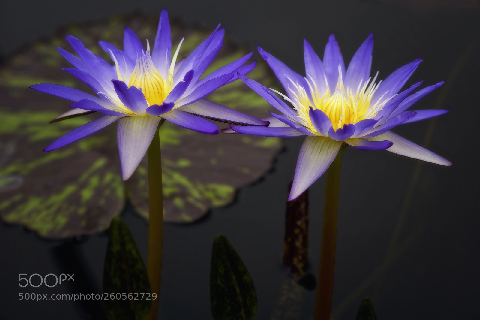 Nikon D750 sample photo. Water lilies photography