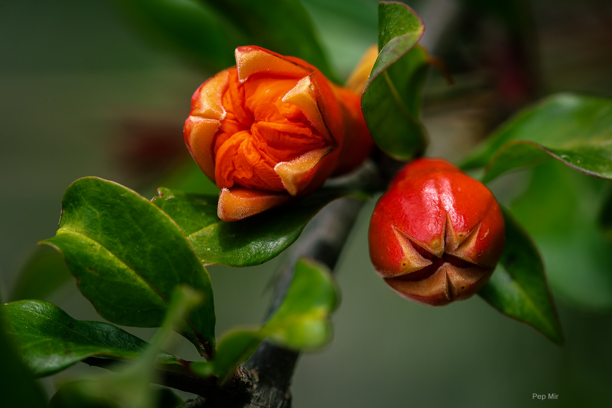 Sony a99 II sample photo. ***** photography