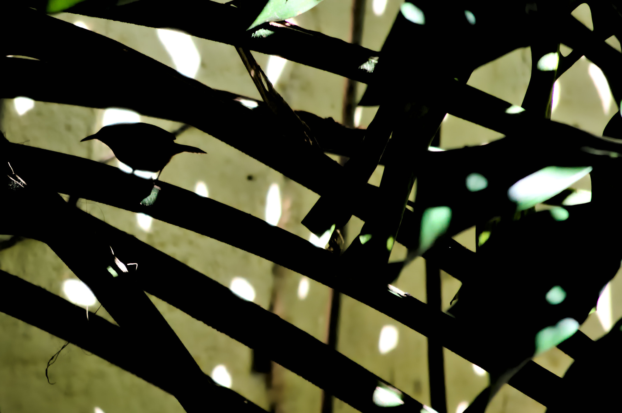 Nikon D3200 sample photo. Bird silhouette photography