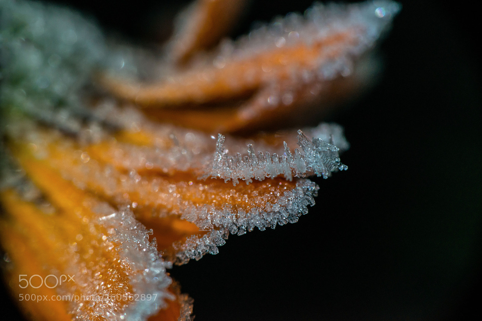 Nikon D800 sample photo. Серебристая фата () photography