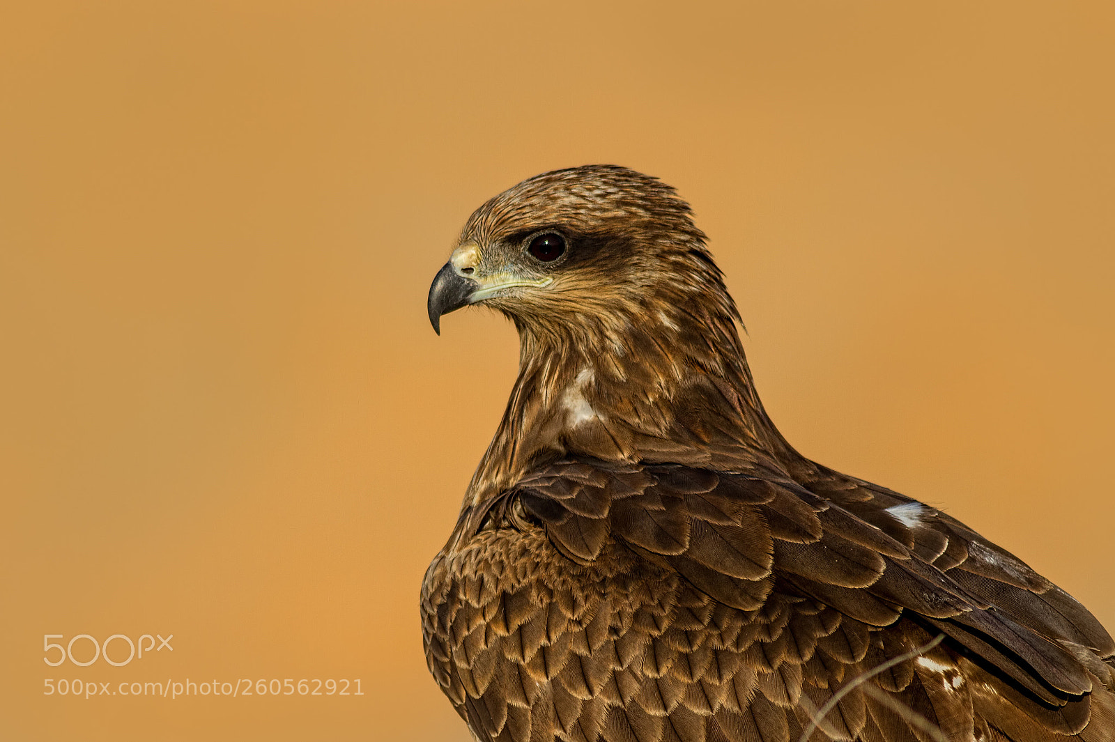 Canon EOS 7D sample photo. Black kite... photography