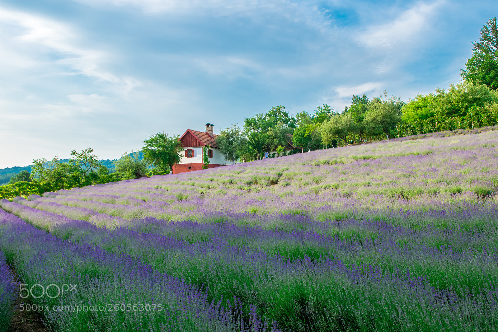 Nikon D5300 sample photo. Lavender field. photography