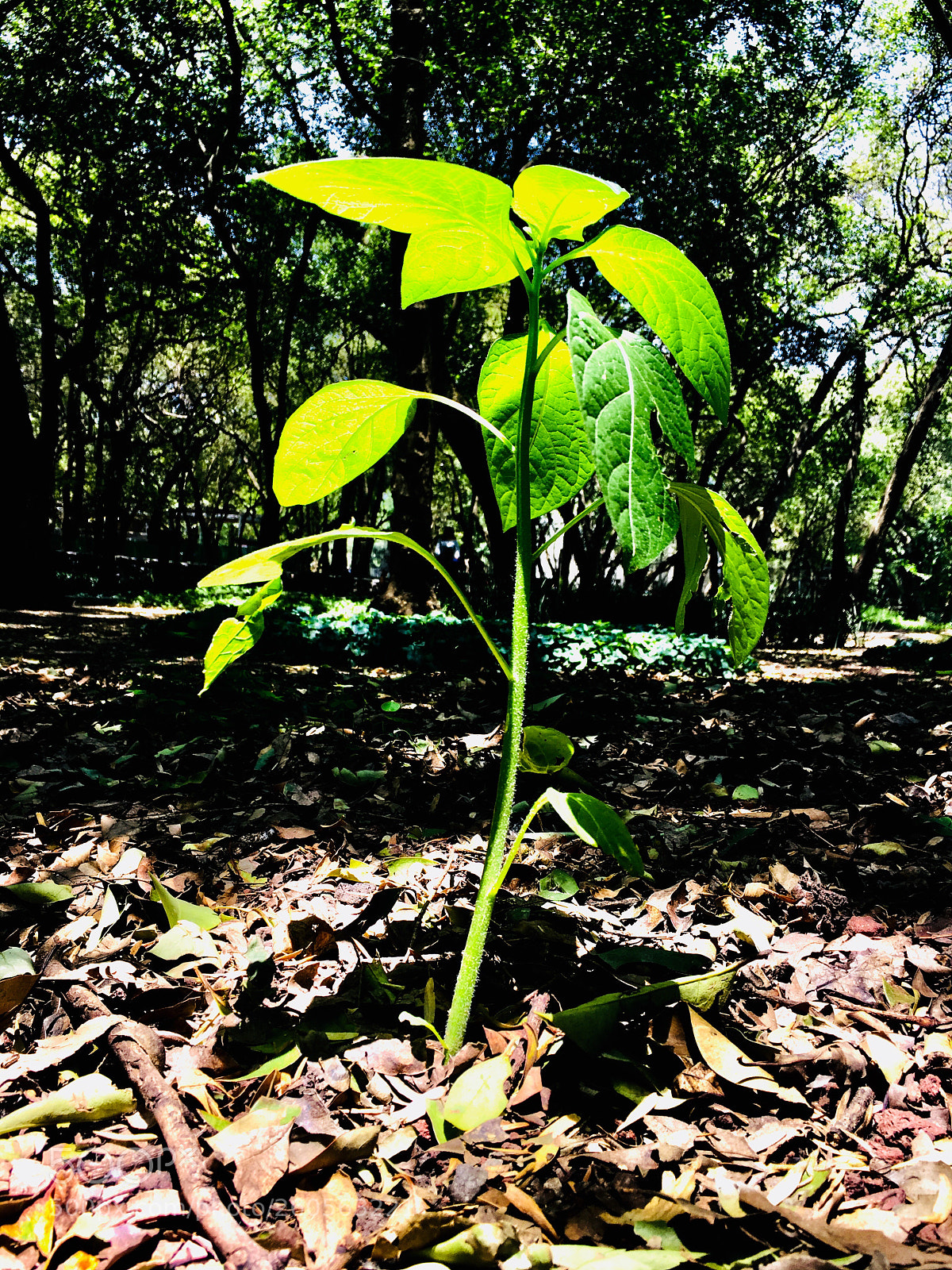 Apple iPhone 6s sample photo. Growing  photography