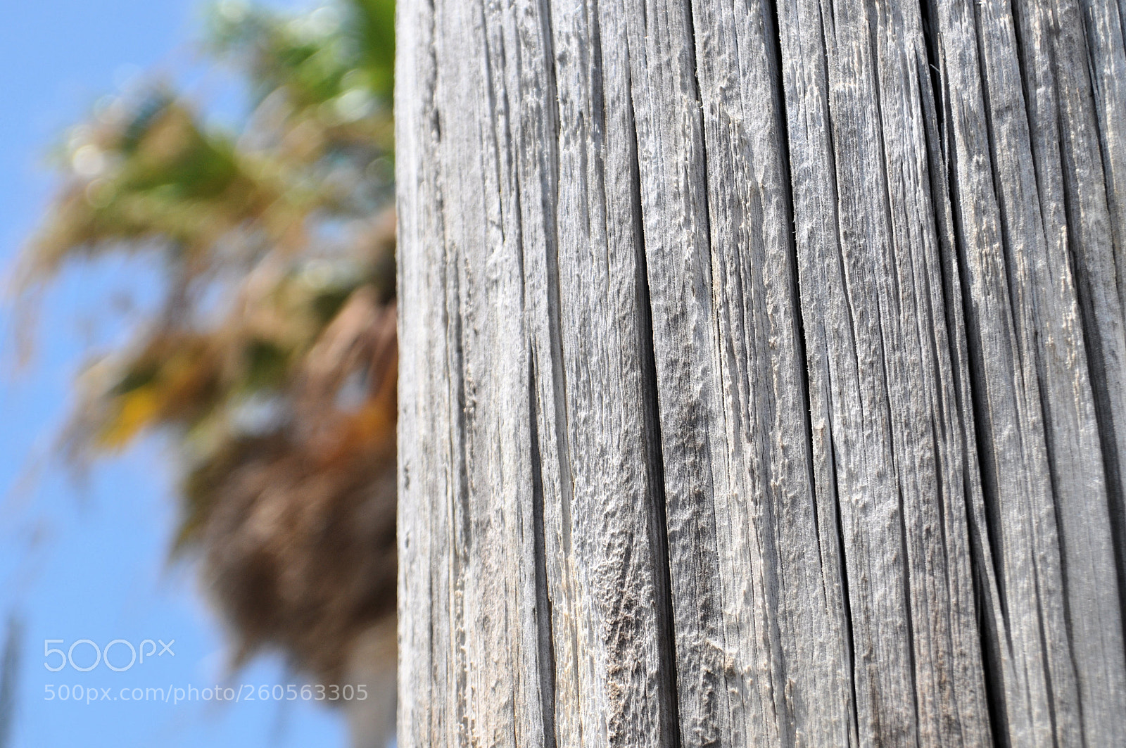 Nikon D5000 sample photo. Wood grain photography