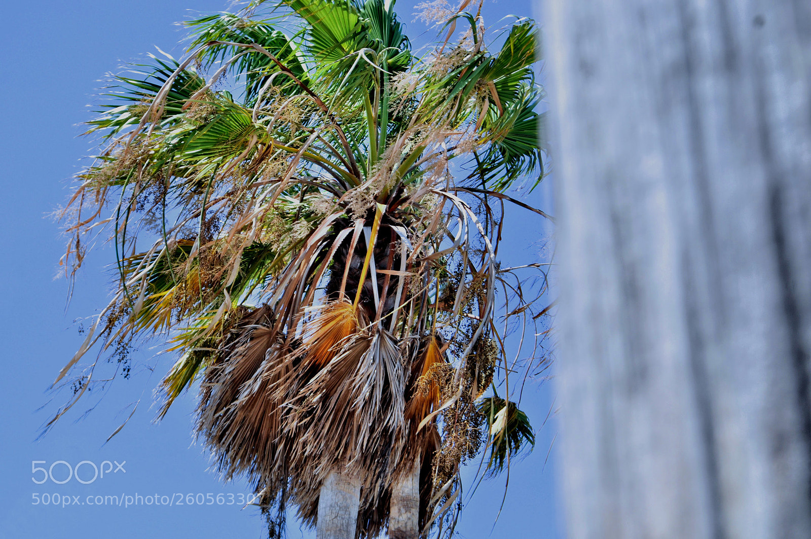 Nikon D5000 sample photo. Palm photography
