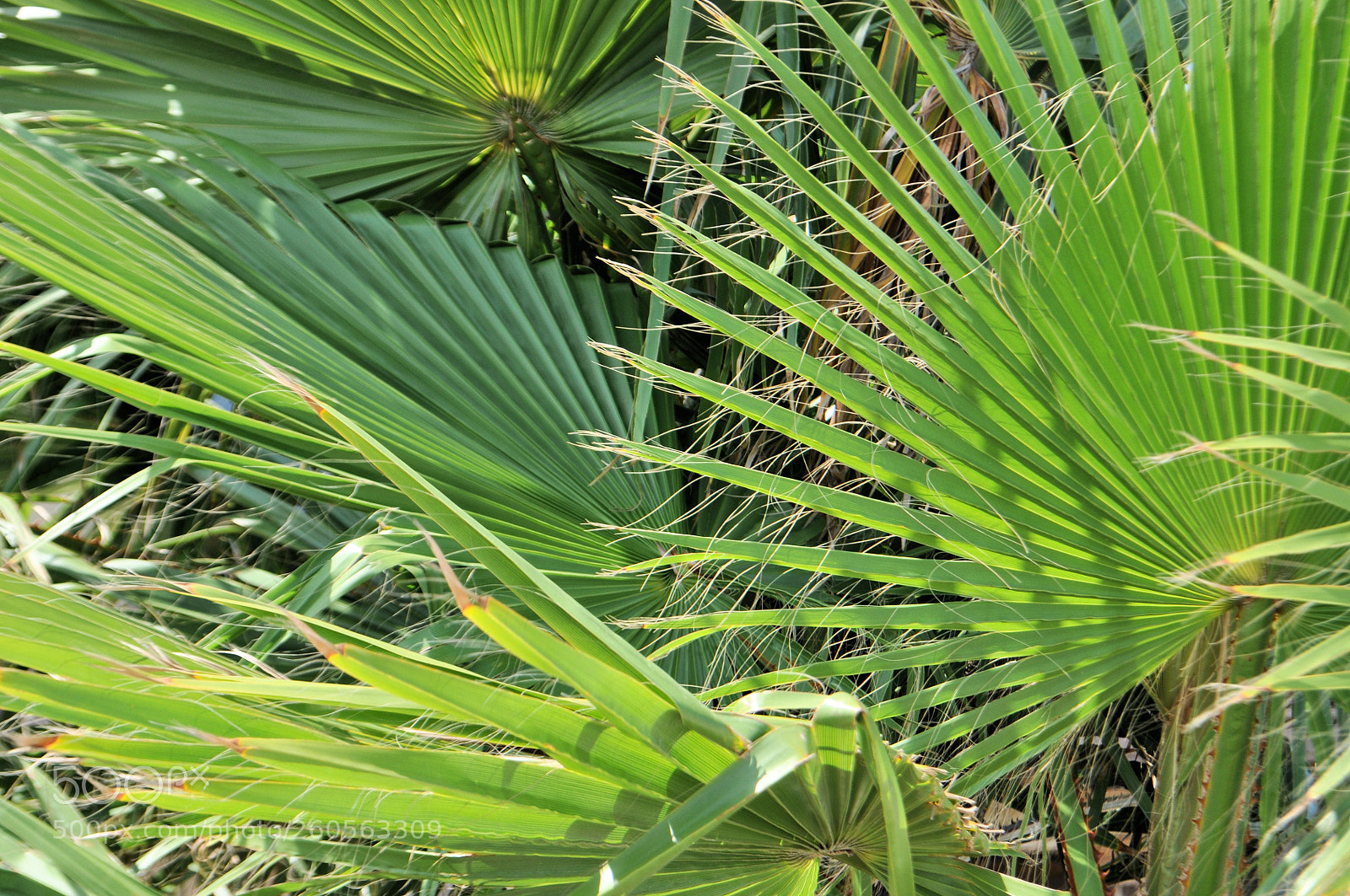 Nikon D5000 sample photo. Fan palm photography