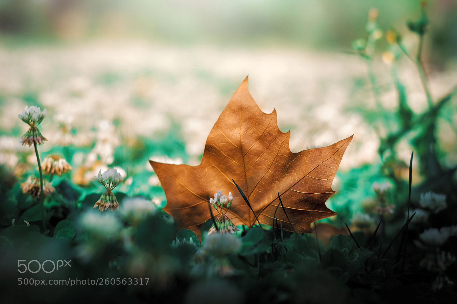 Nikon D5200 sample photo. The awakening of nature photography