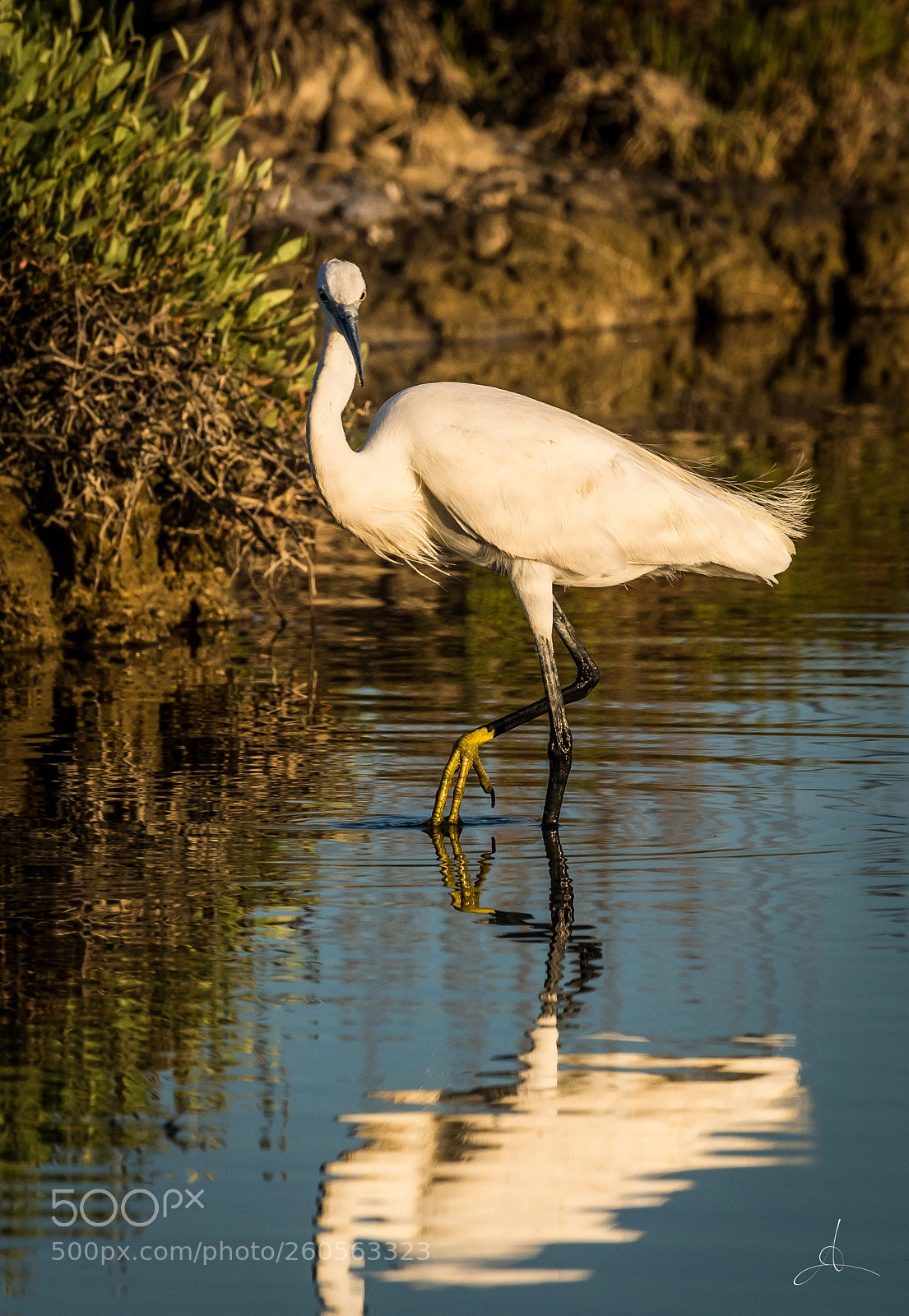 Nikon D750 sample photo. Are you photographing me? photography