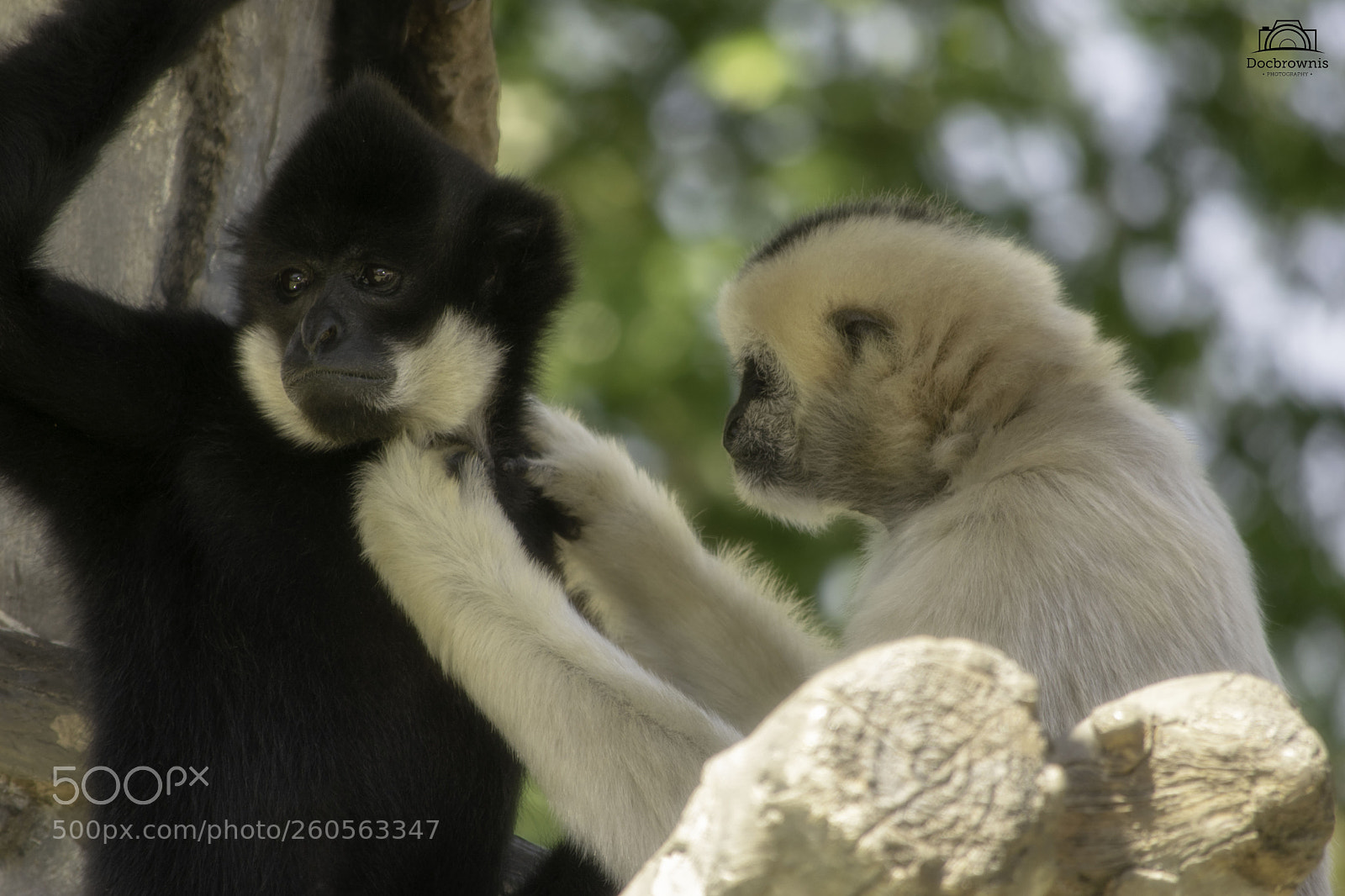 Nikon D5300 sample photo. Grooming photography