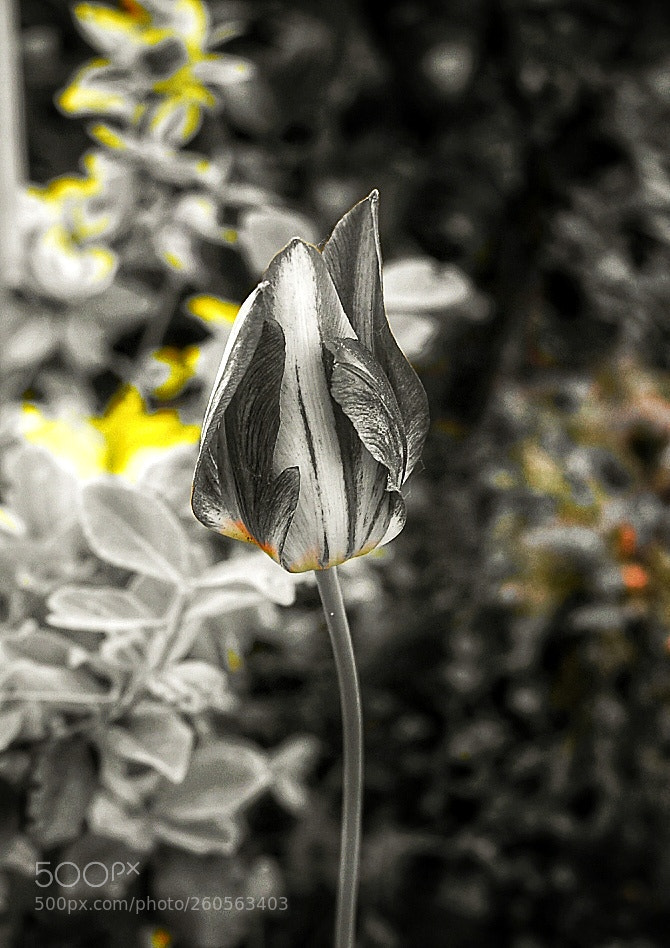 Nikon D5600 sample photo. Gray - yellow photography