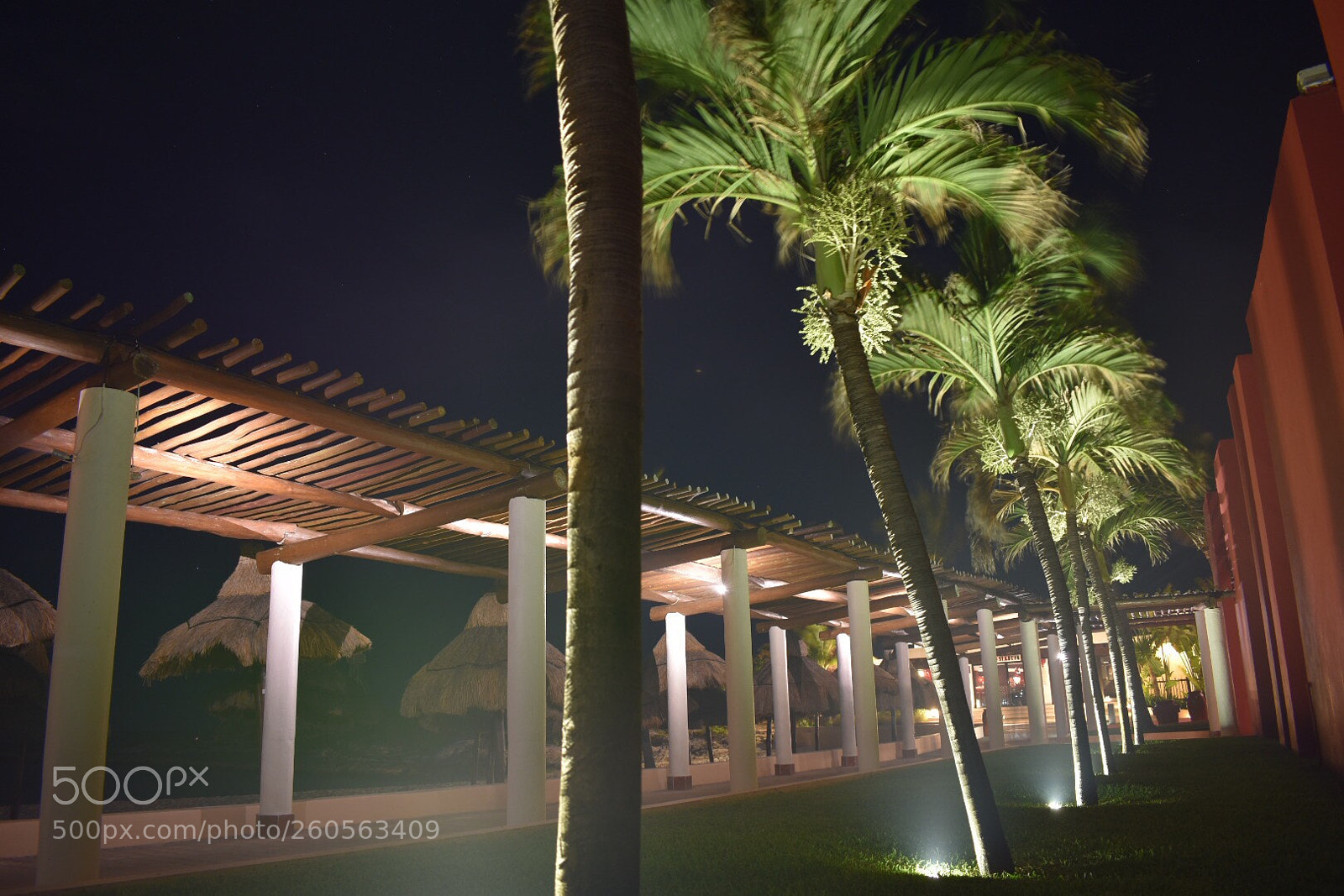 Nikon D7200 sample photo. Palmtrees at night photography