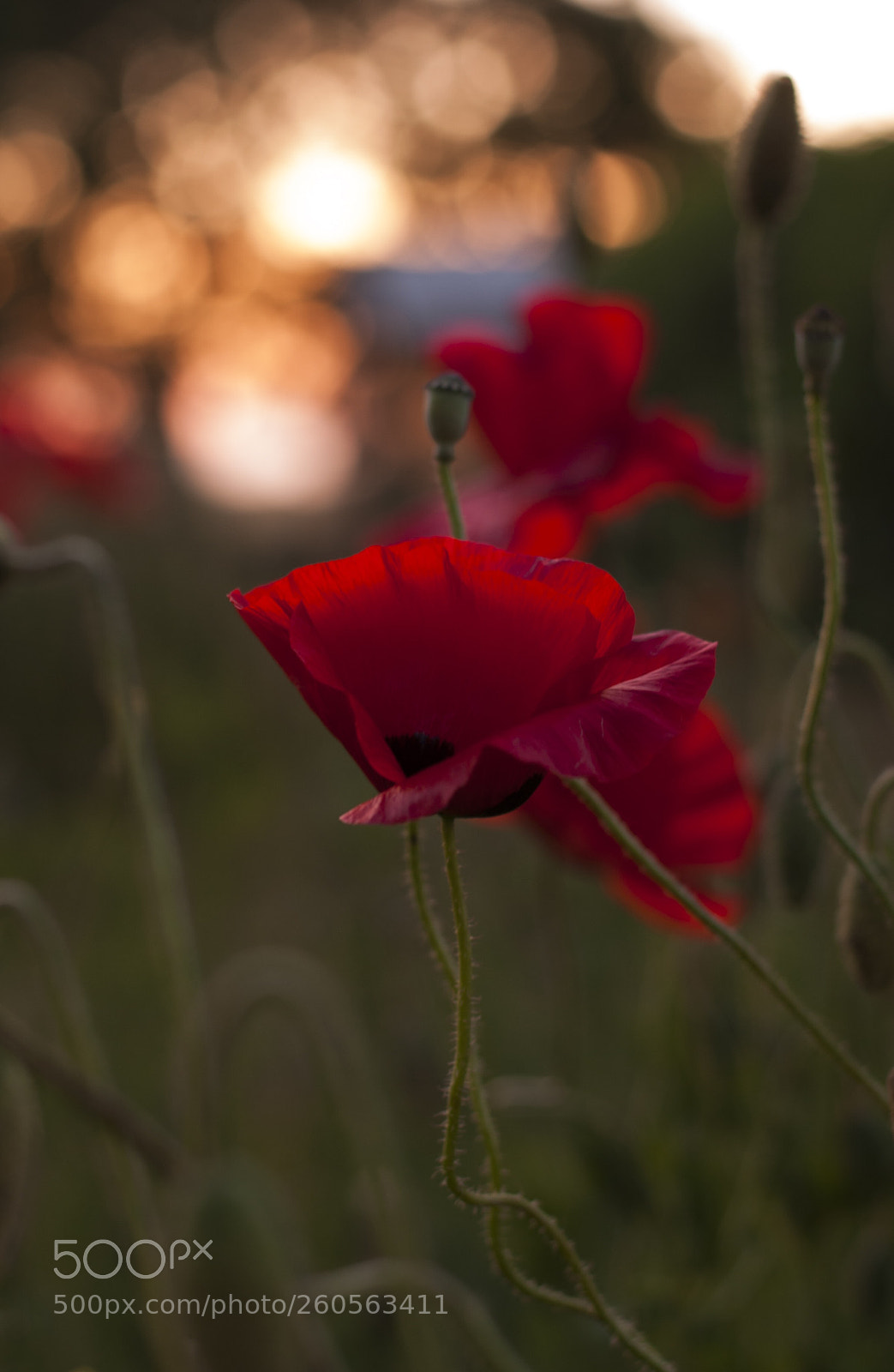 Nikon D60 sample photo. Poppy in the sunset photography