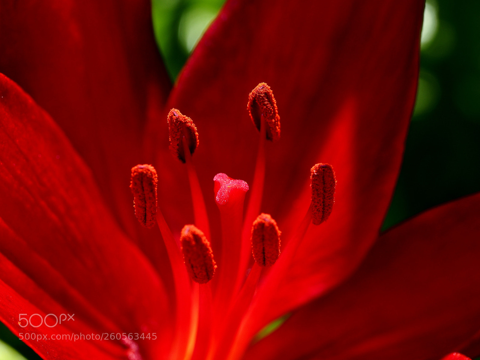 Olympus OM-D E-M1 sample photo. Red photography