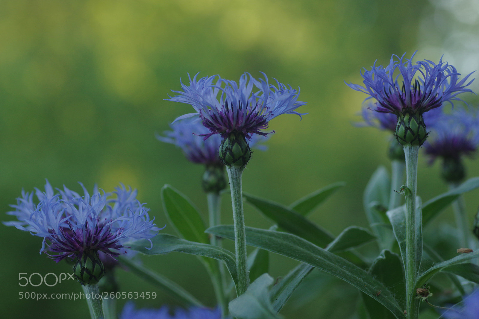 Pentax K-3 sample photo. Cornflowers photography