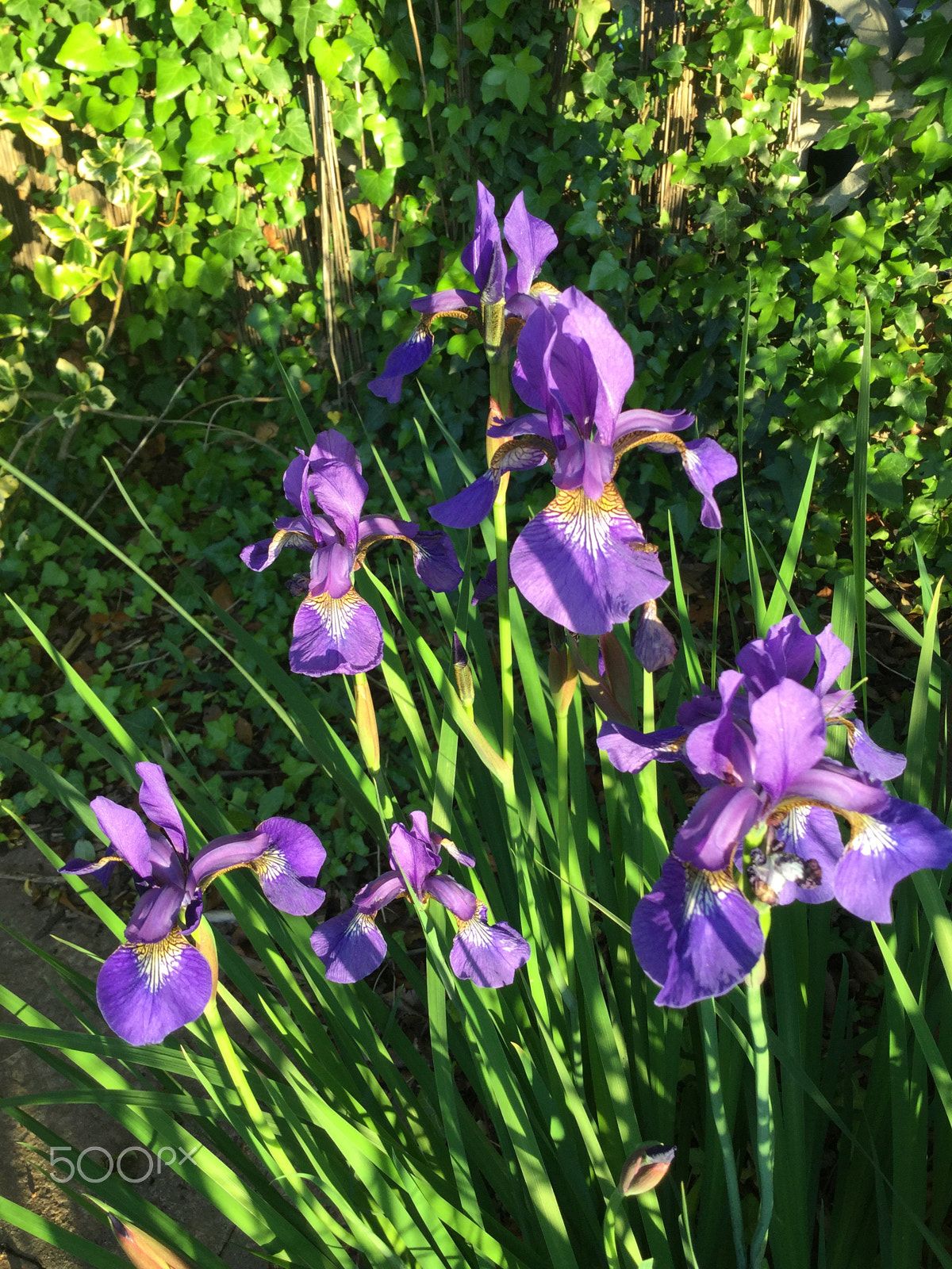 Apple iPod touch sample photo. Blue iris photography