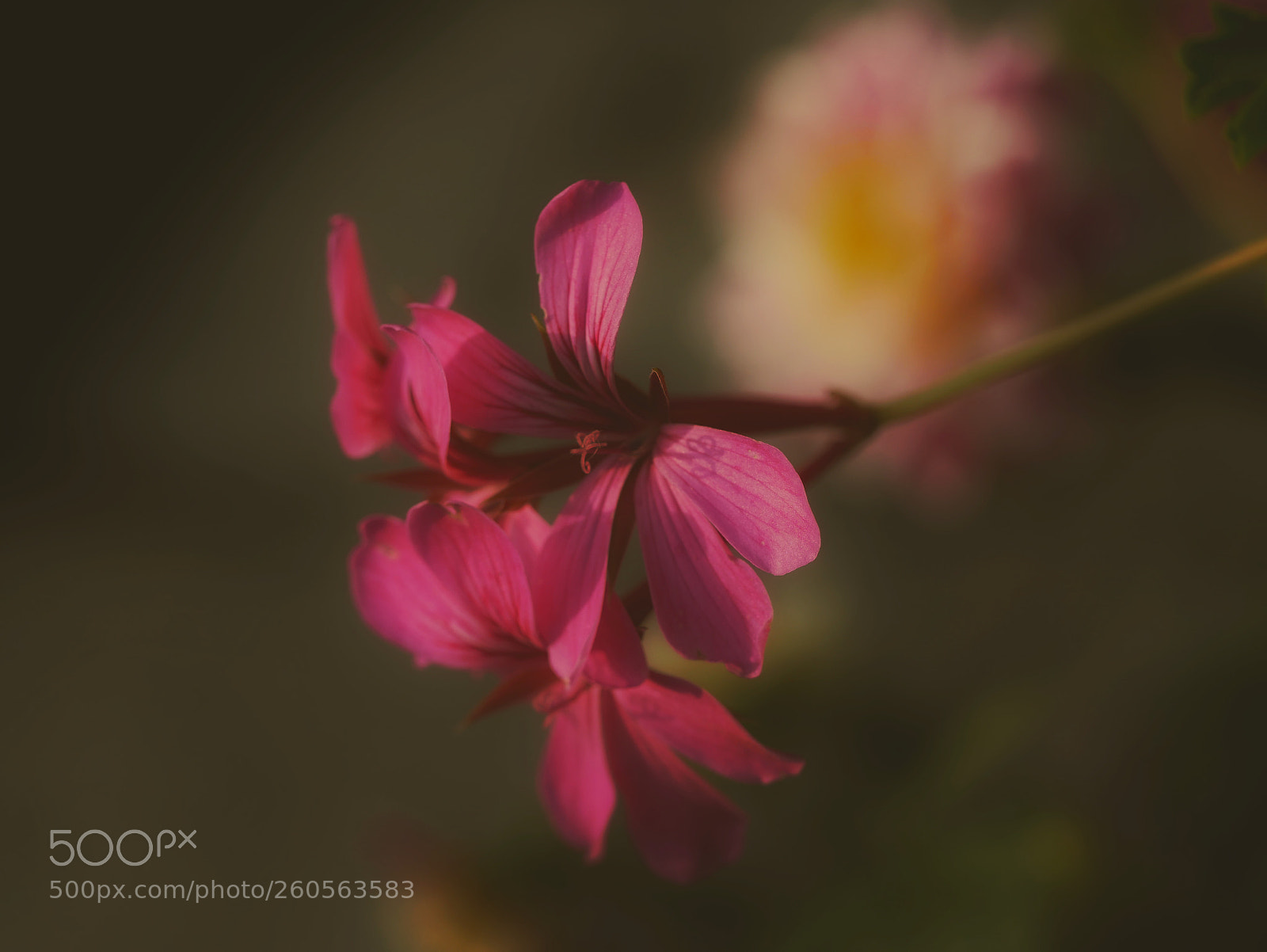 Panasonic Lumix DMC-GX85 (Lumix DMC-GX80 / Lumix DMC-GX7 Mark II) sample photo. ?...?... photography