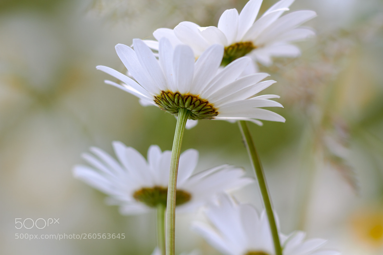 Canon EOS 7D sample photo. Tanz mit mir photography