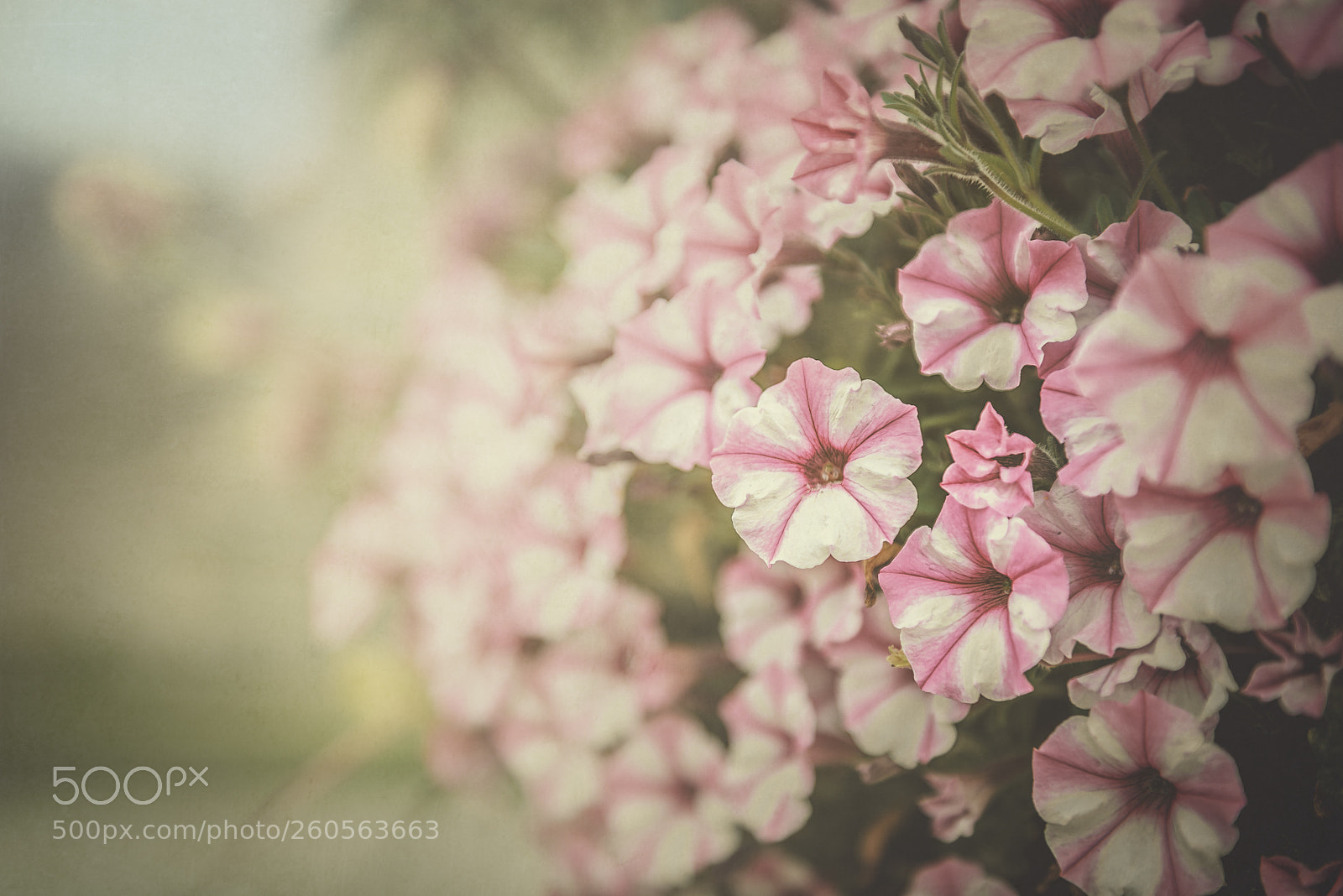Nikon D600 sample photo. Pink haze photography