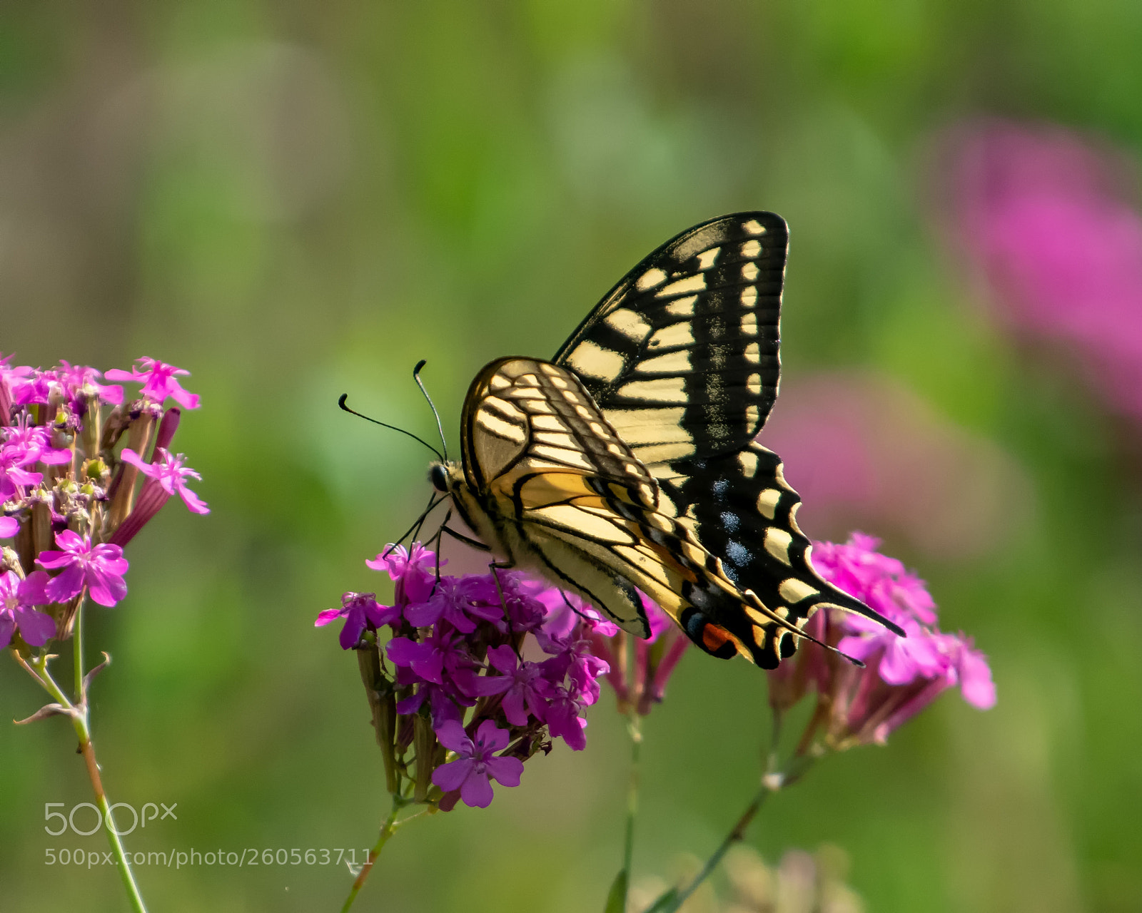 Nikon D500 sample photo. Young butterfly photography