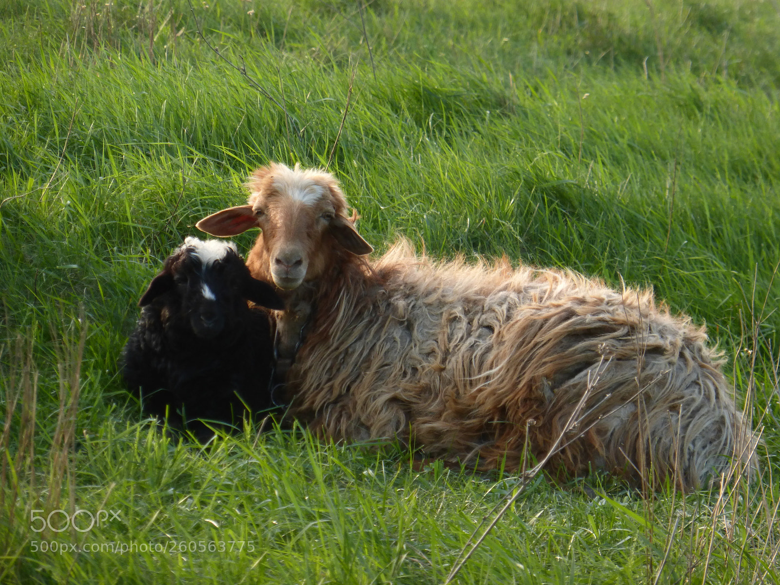 Panasonic Lumix DMC-ZS25 (Lumix DMC-TZ35) sample photo. Lamb photography