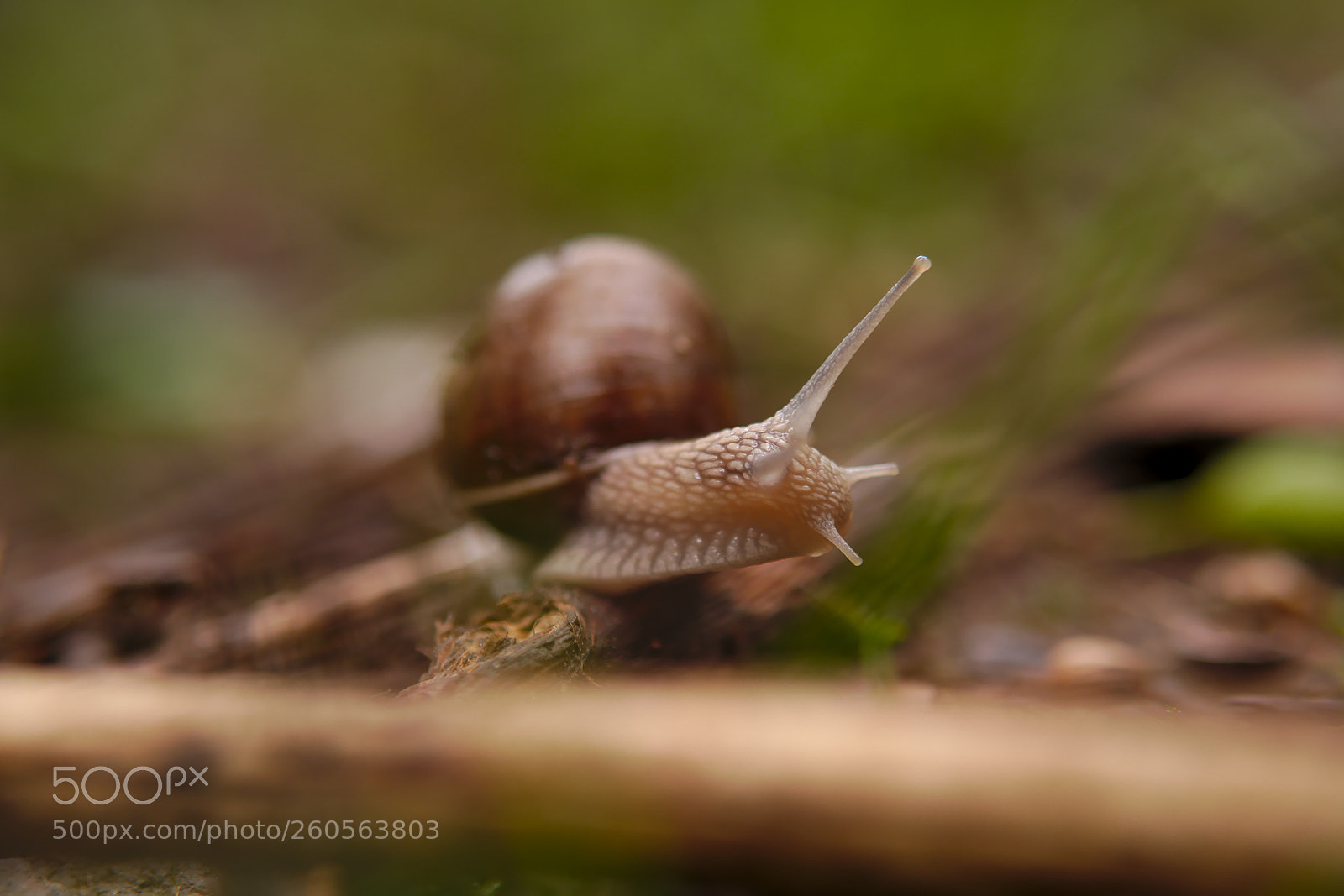 Panasonic Lumix DMC-GX85 (Lumix DMC-GX80 / Lumix DMC-GX7 Mark II) sample photo. Snail photography